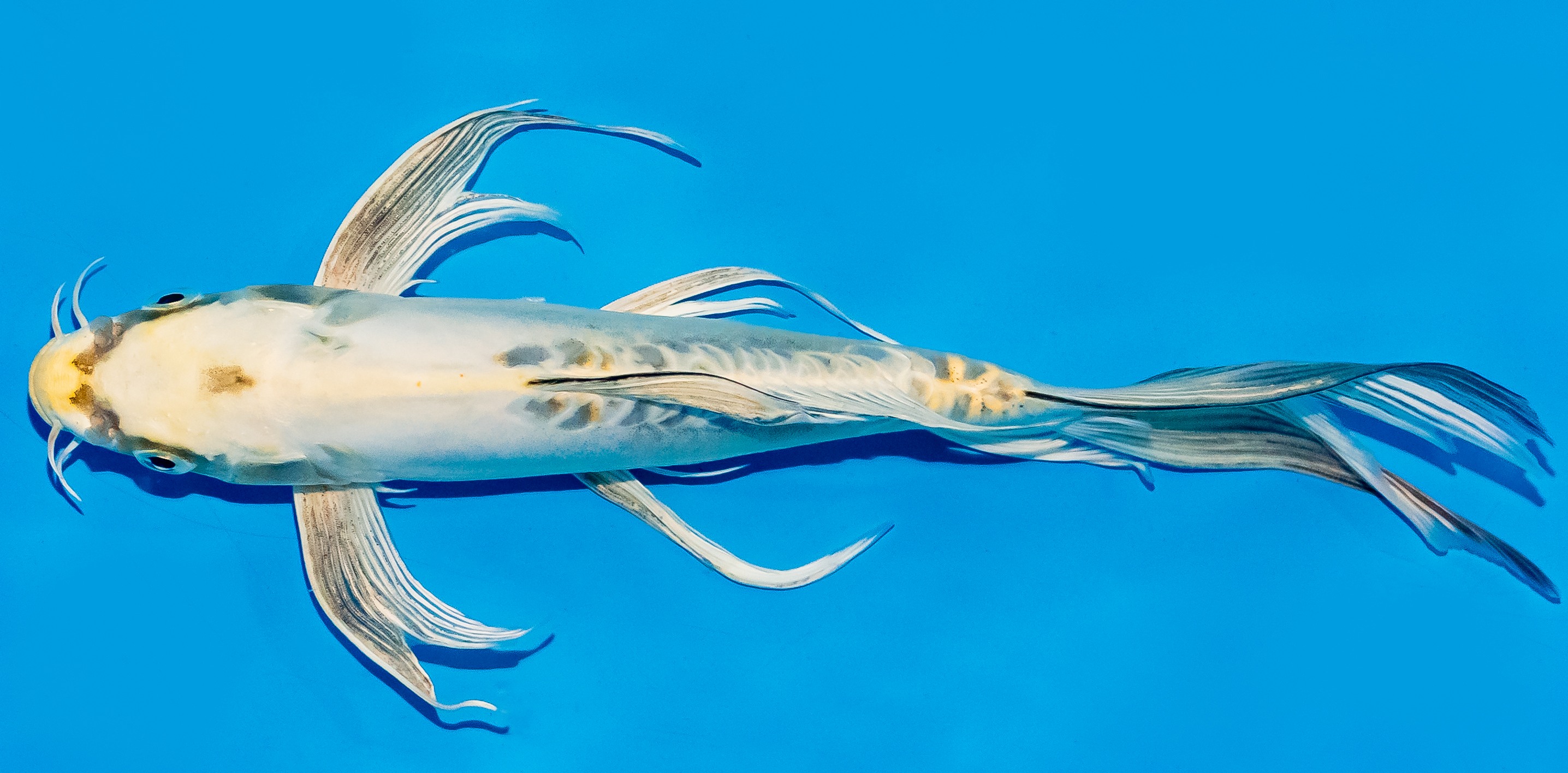 Butterfly Koi 25-30cm Nr. 5620