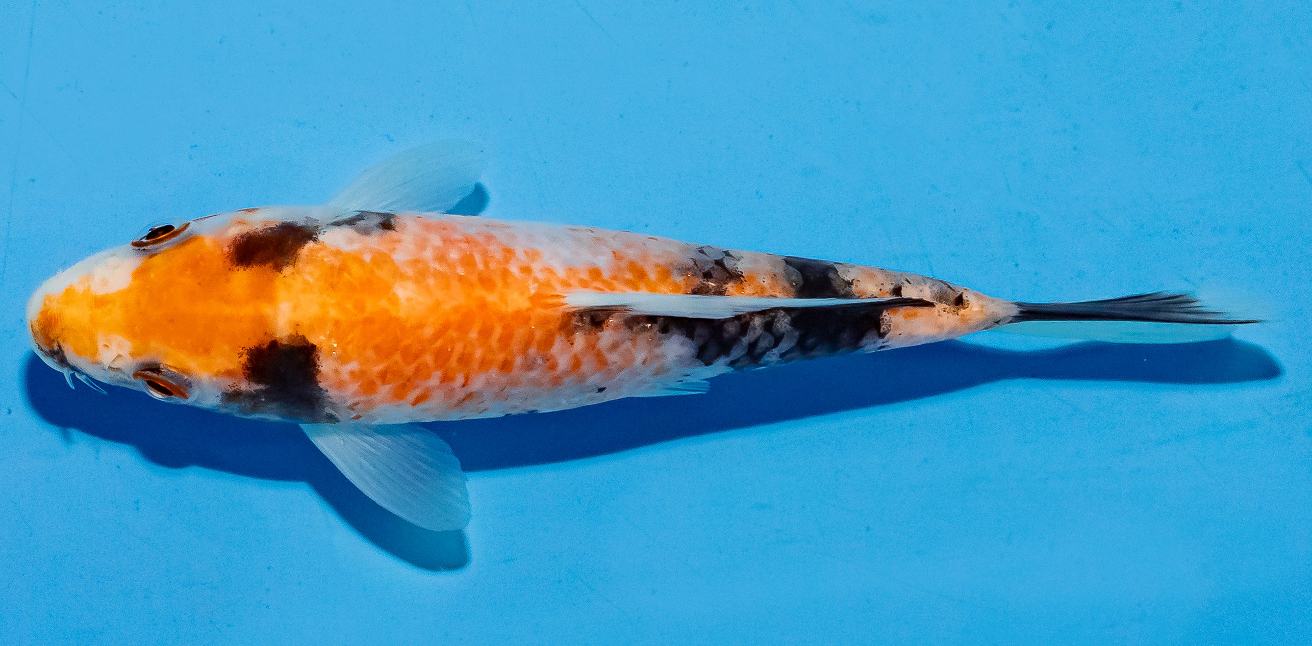 Koi 14-17cm Nr. 6155