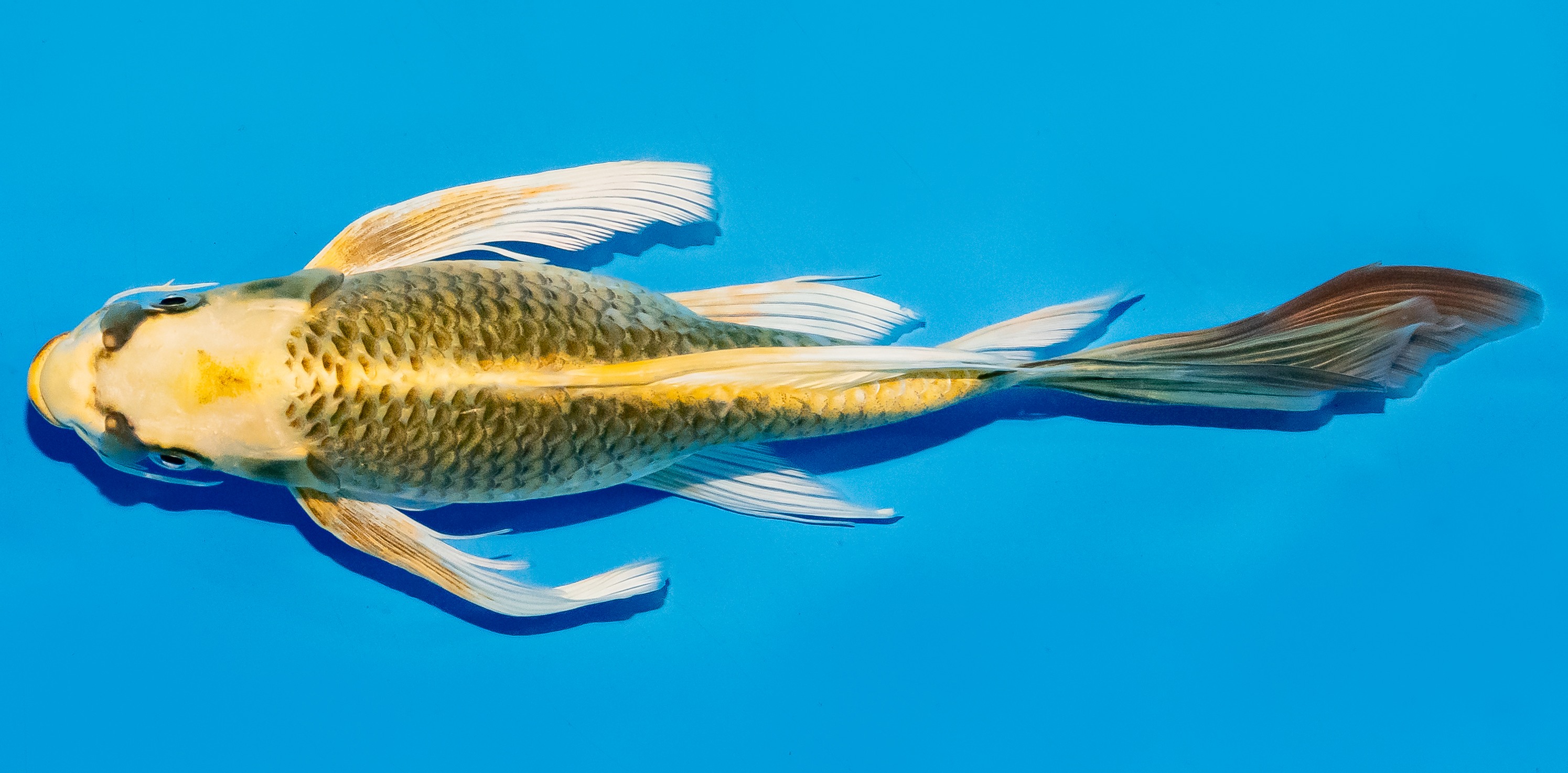 Butterfly Koi 25-30cm Nr. 5619