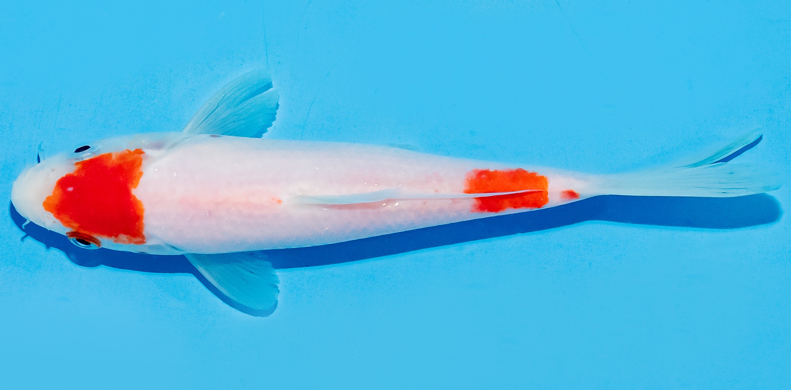 Koi 17-20cm Nr. 8800