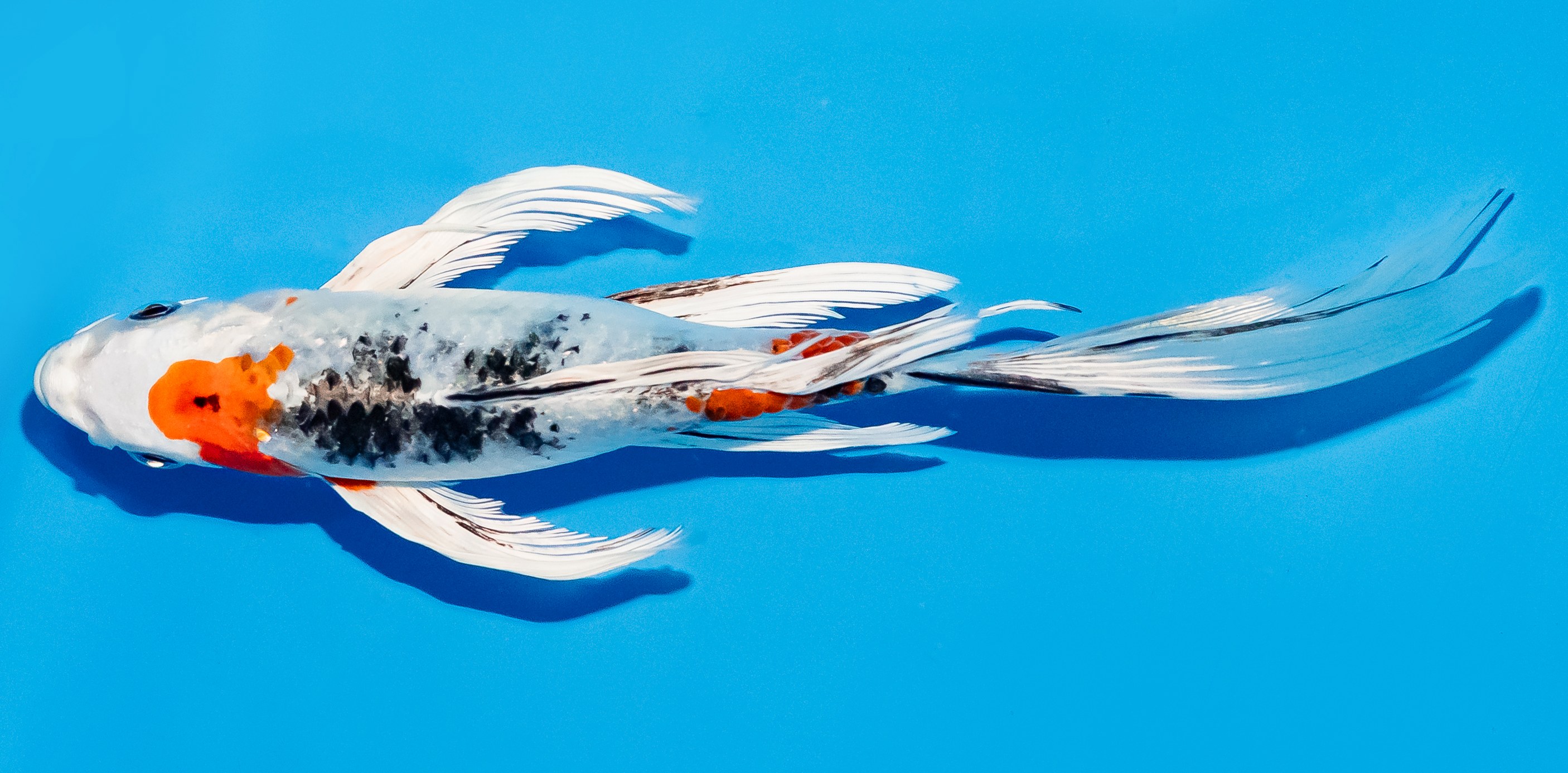 Butterfly Koi 20-25cm Nr. 5509