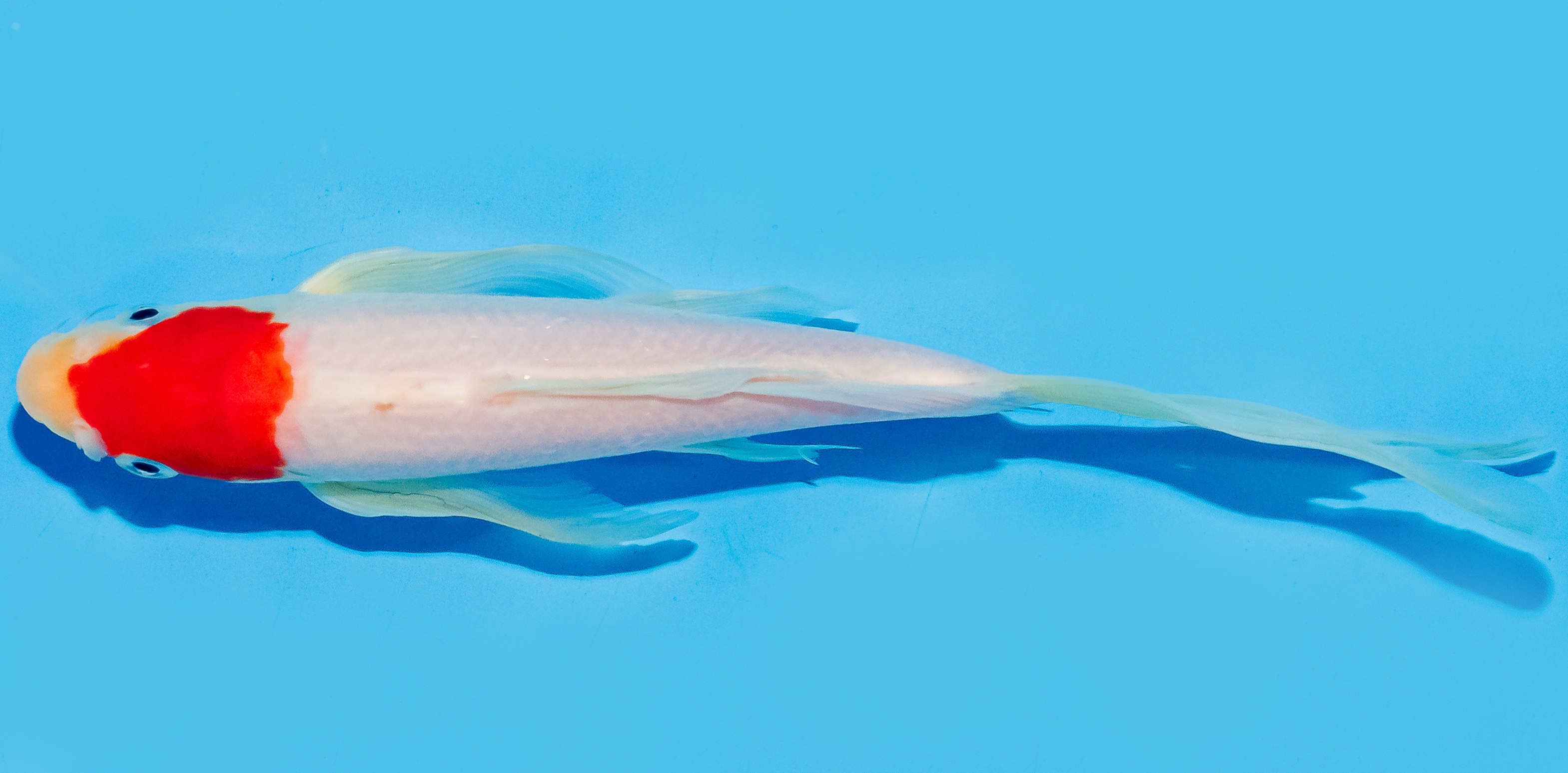 Butterfly Koi 20-25cm Nr. 7309