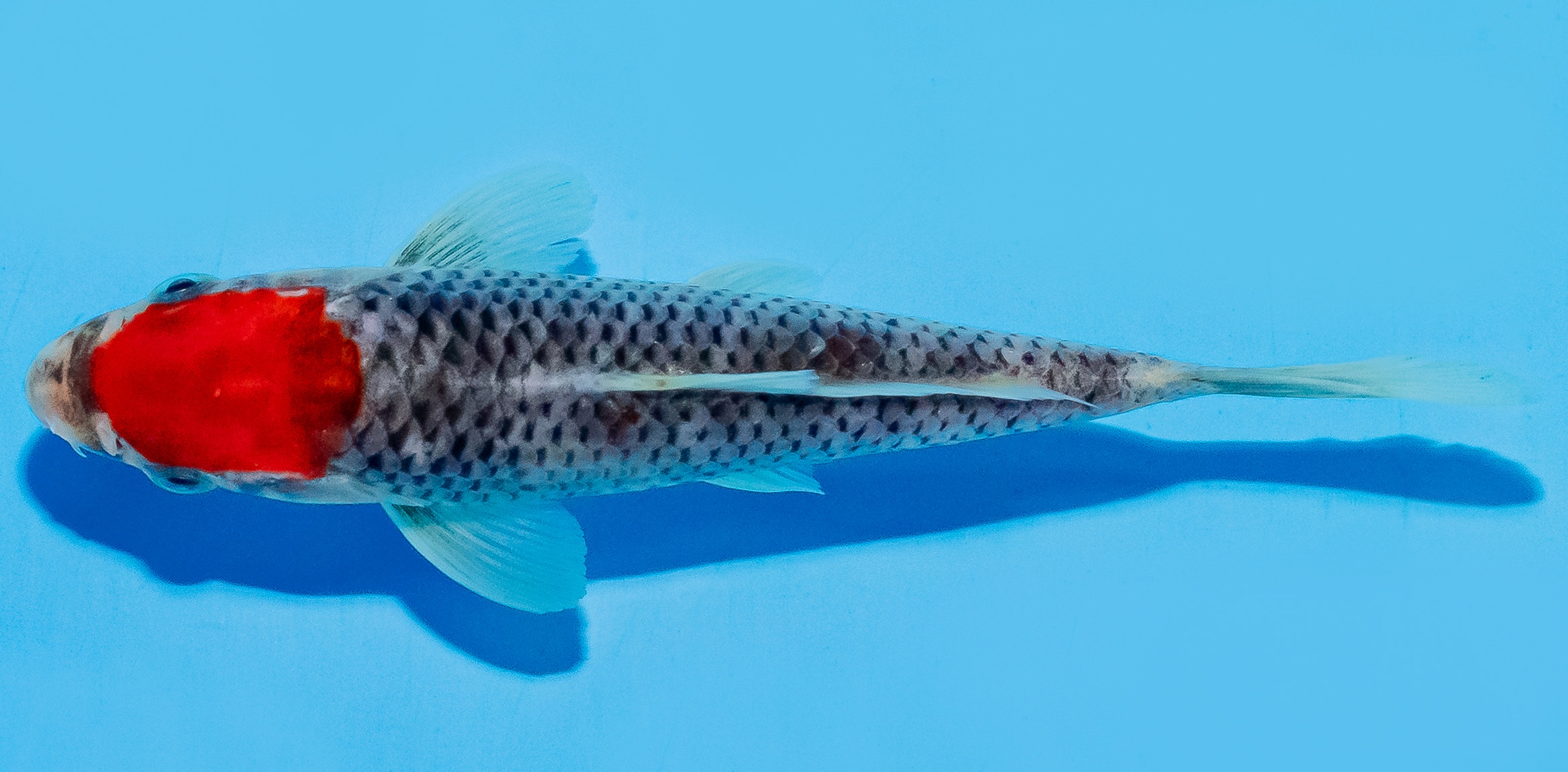 Koi 14-17cm Nr. 8115