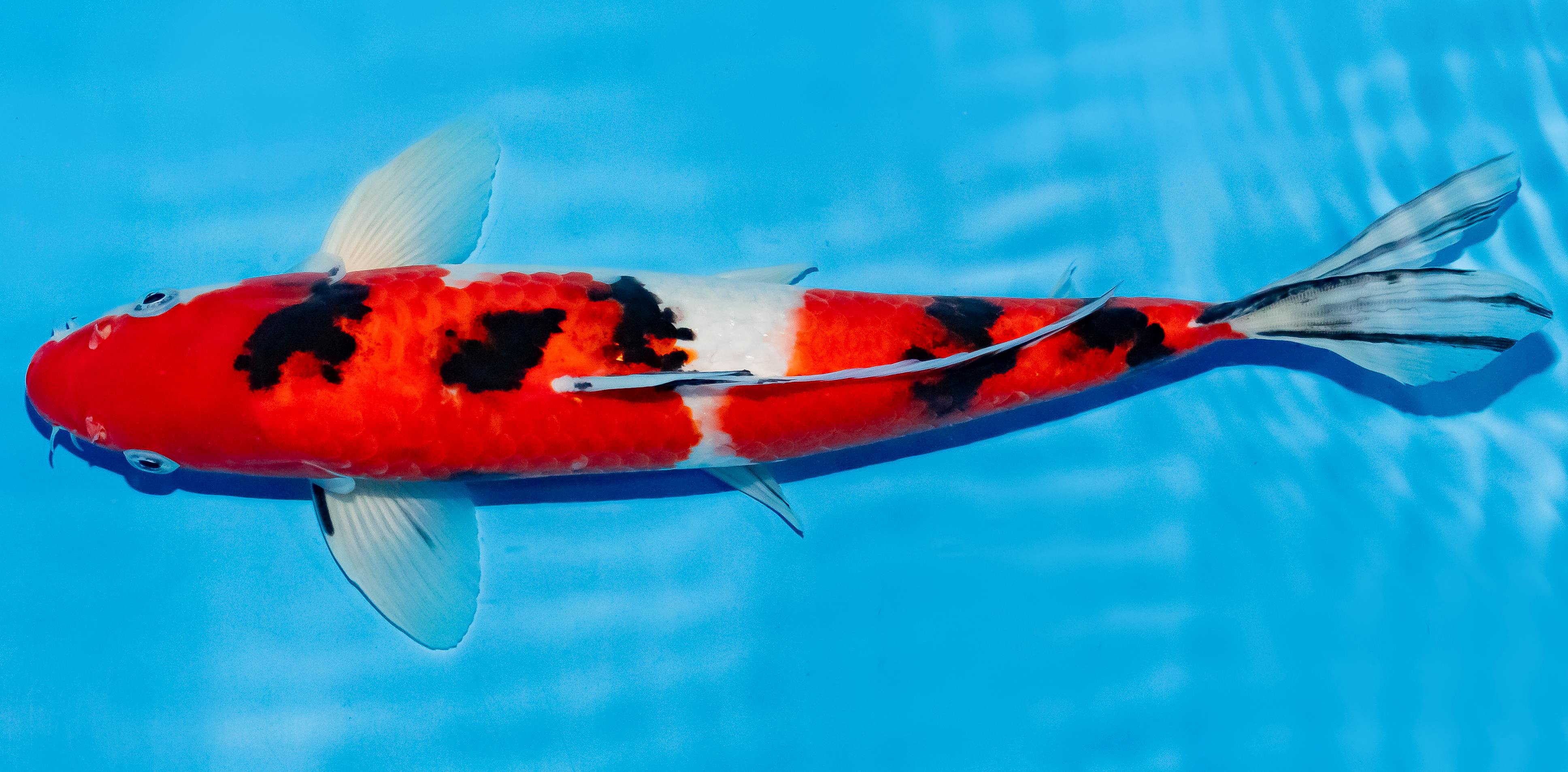 Koi 30-35cm Nr. 5105