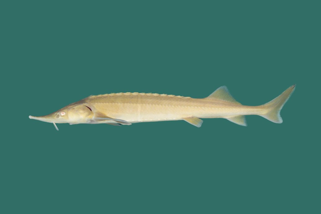Albino Sterlet