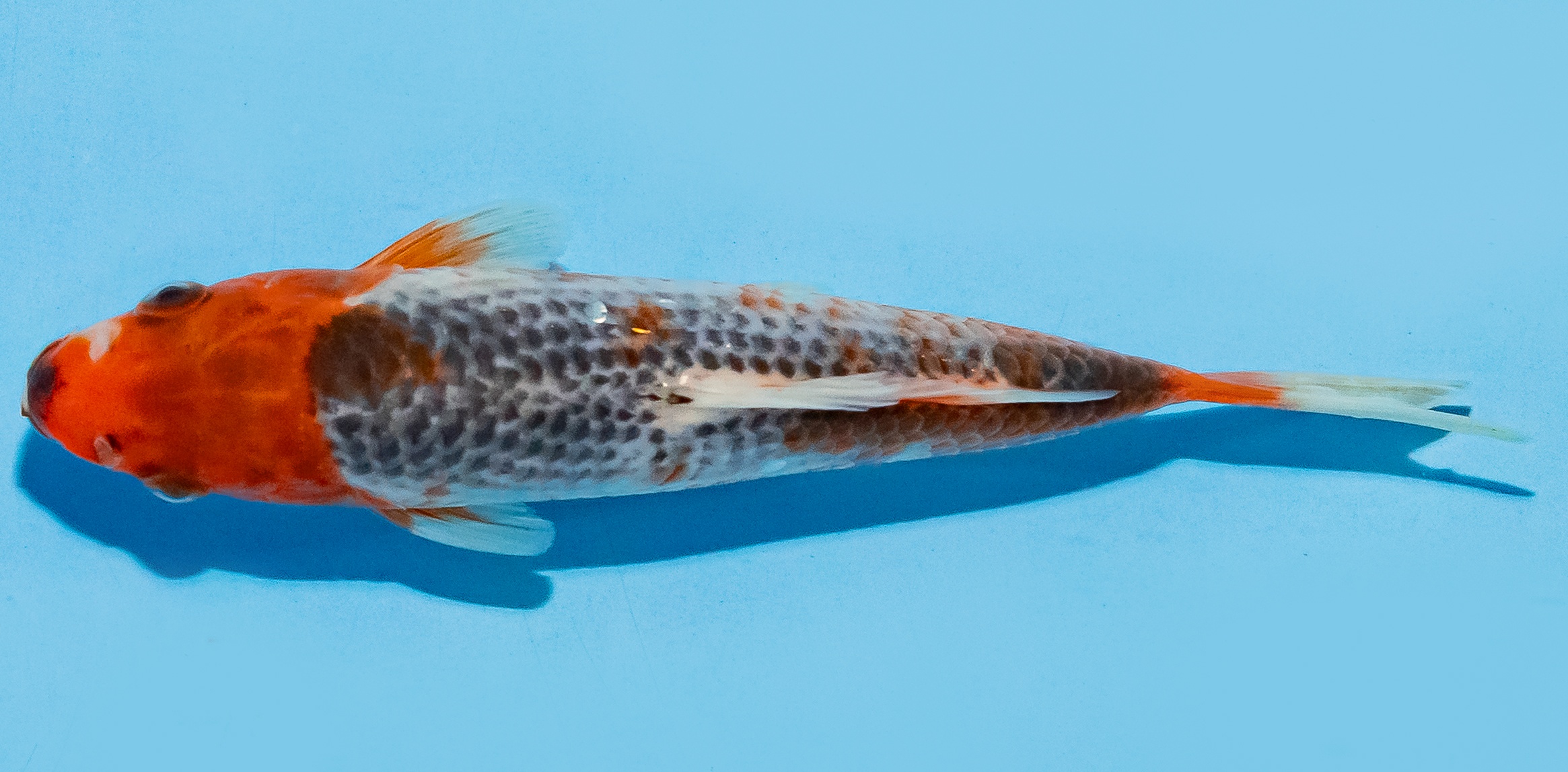 Koi 14-17cm Nr. 8028