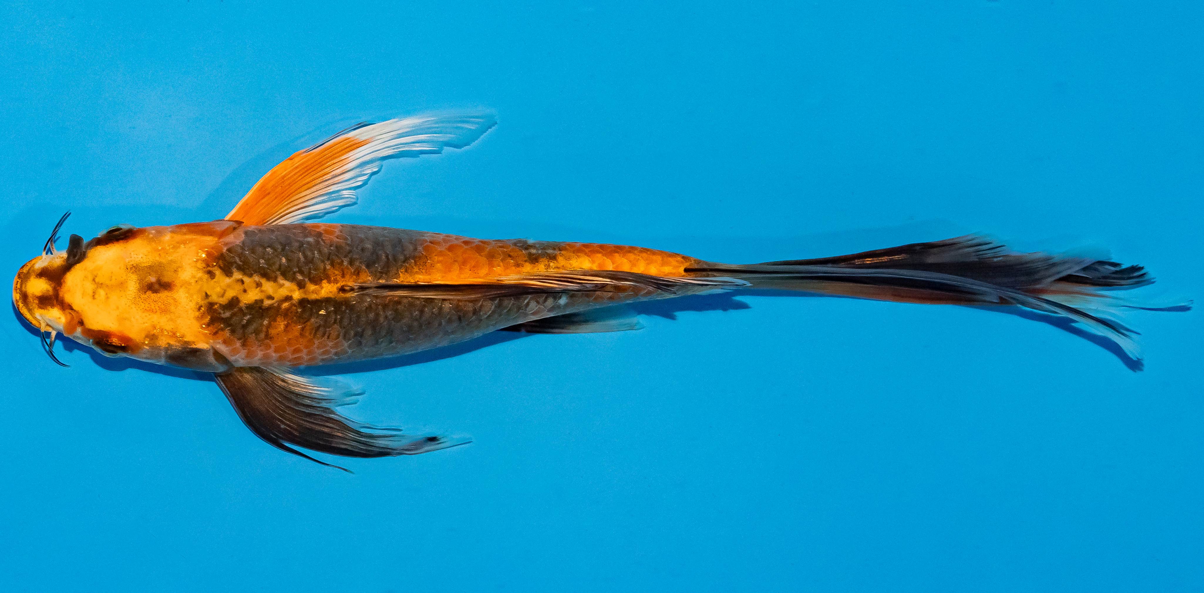 Butterfly Koi 25-30cm Nr. 2307