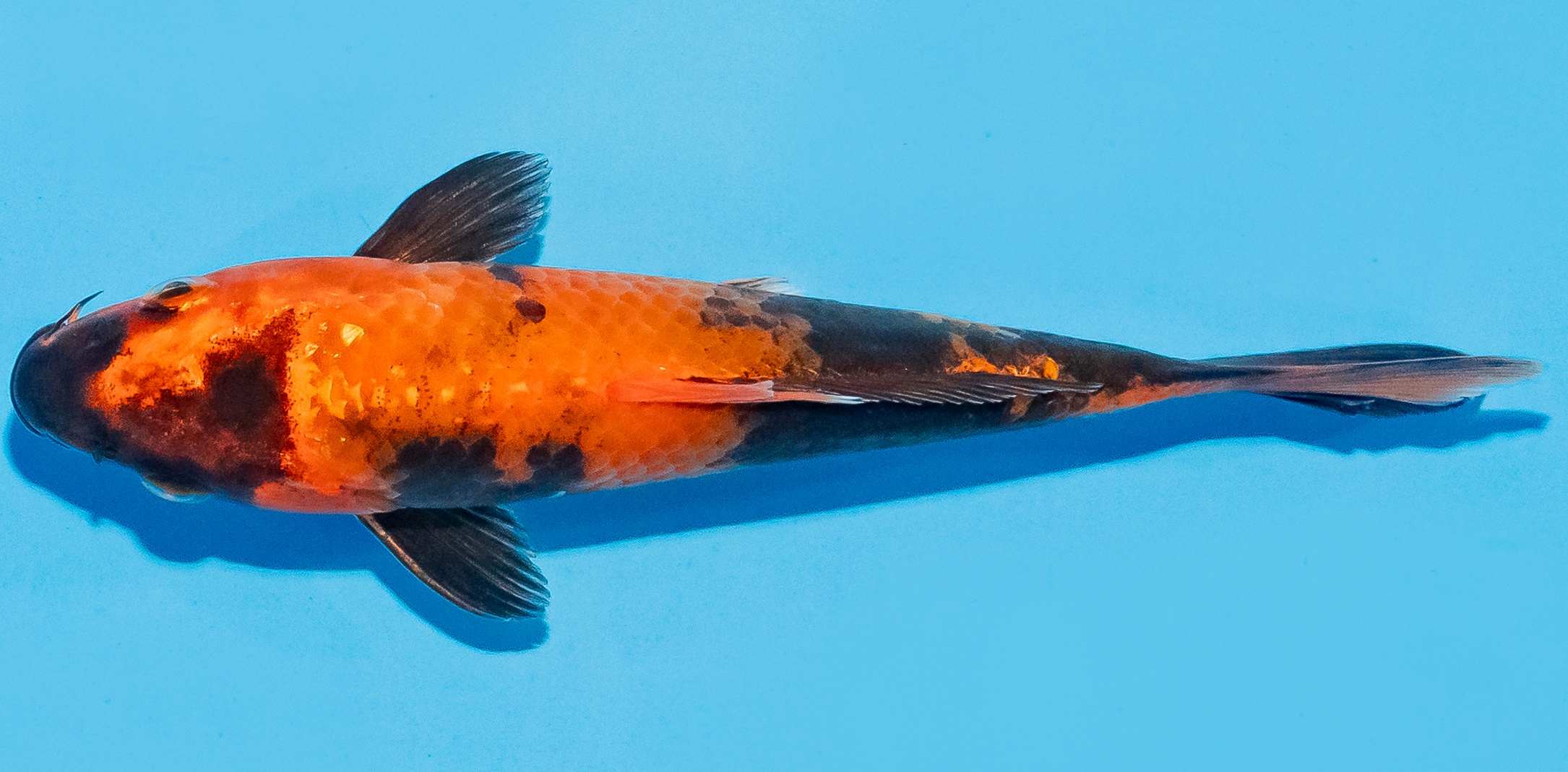 Koi 14-17cm Nr. 8023