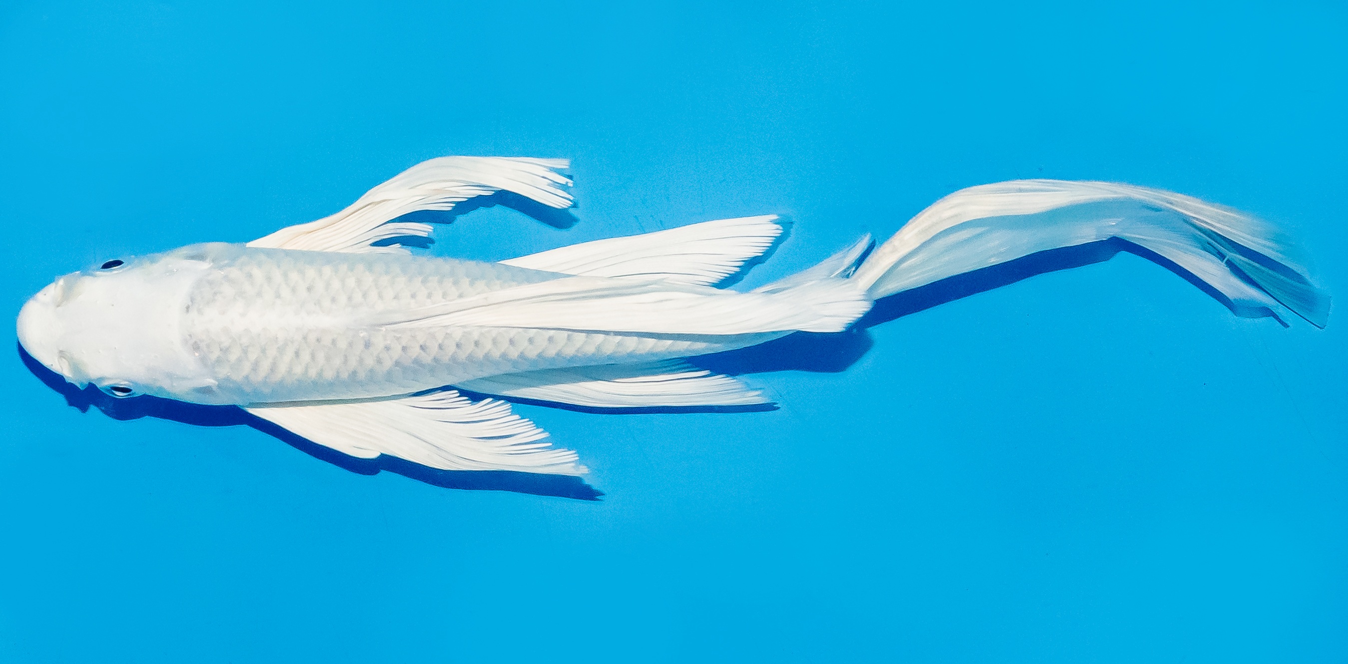 Butterfly Koi 20-25cm Nr. 8547