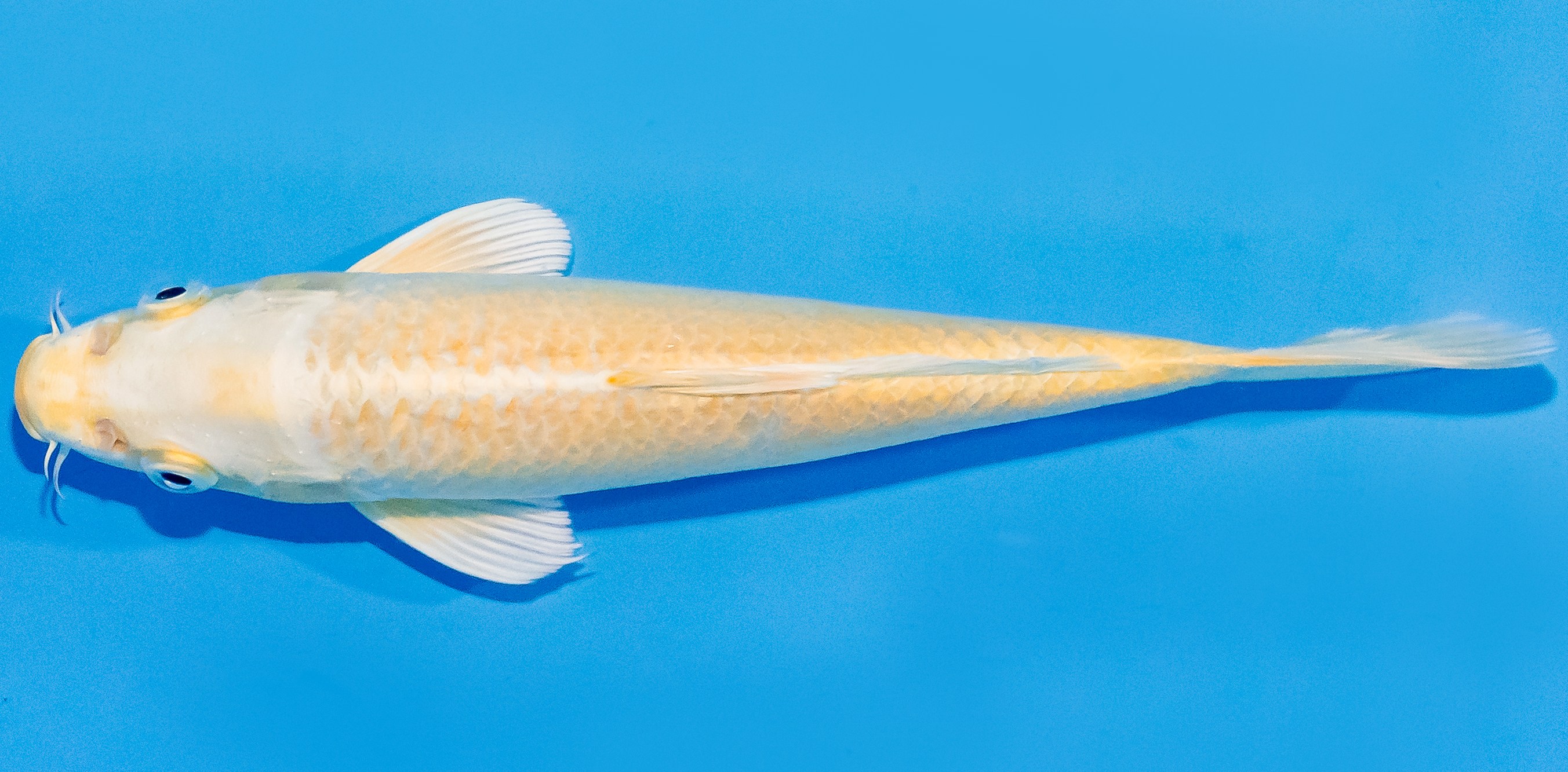 Koi 20-25cm Nr. 1836