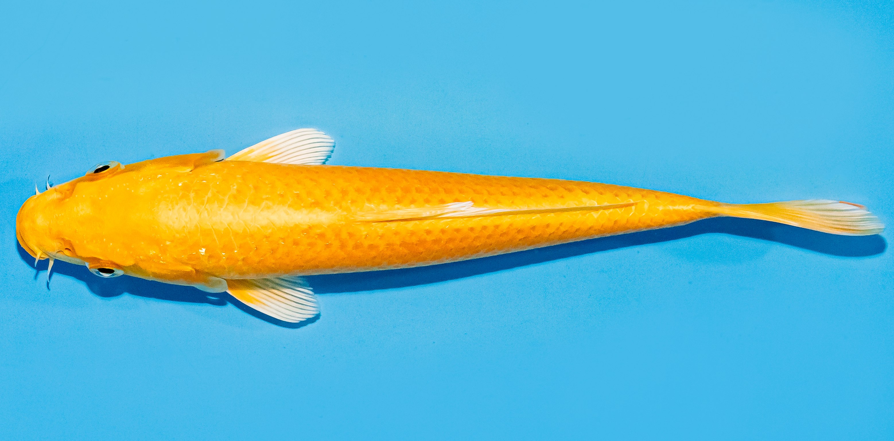 Koi 17-20cm Nr. 7231