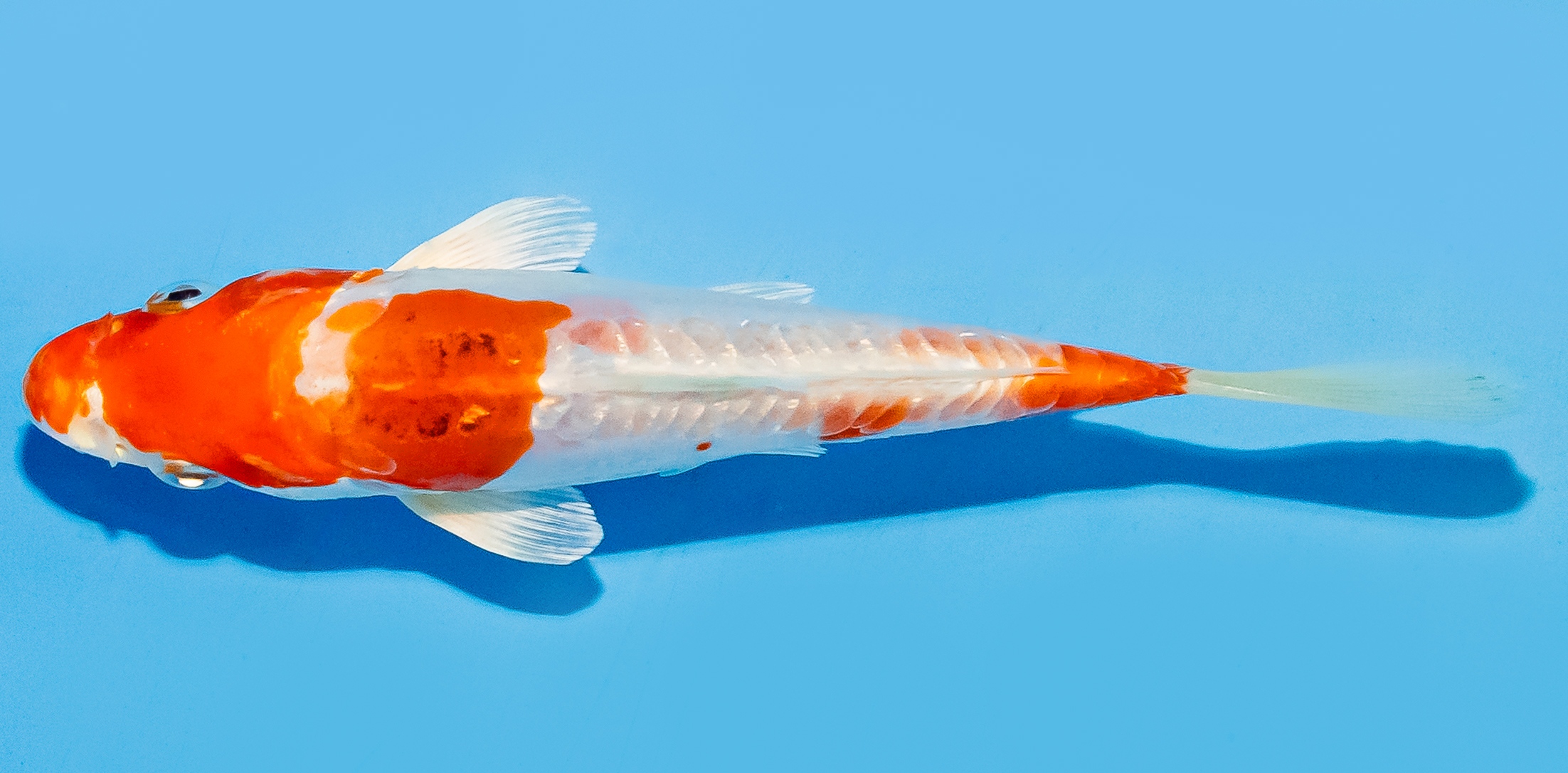 Koi 14-17cm Nr. 8117