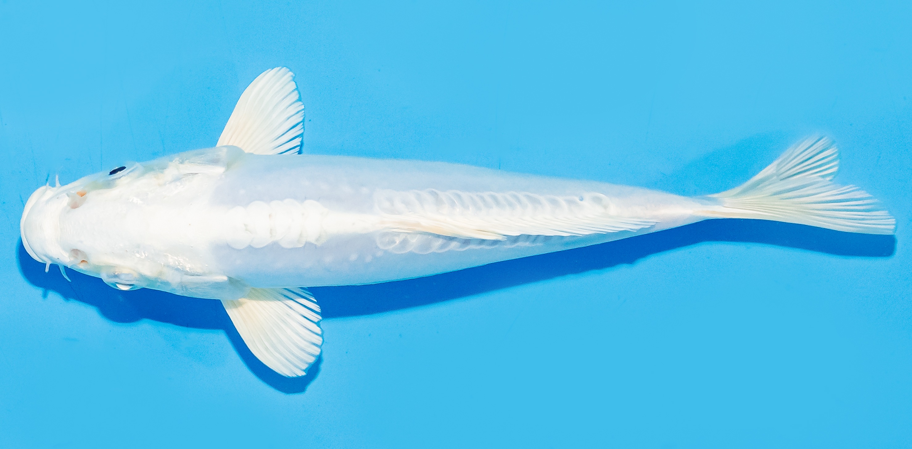 Koi 20-25cm Nr. 6667