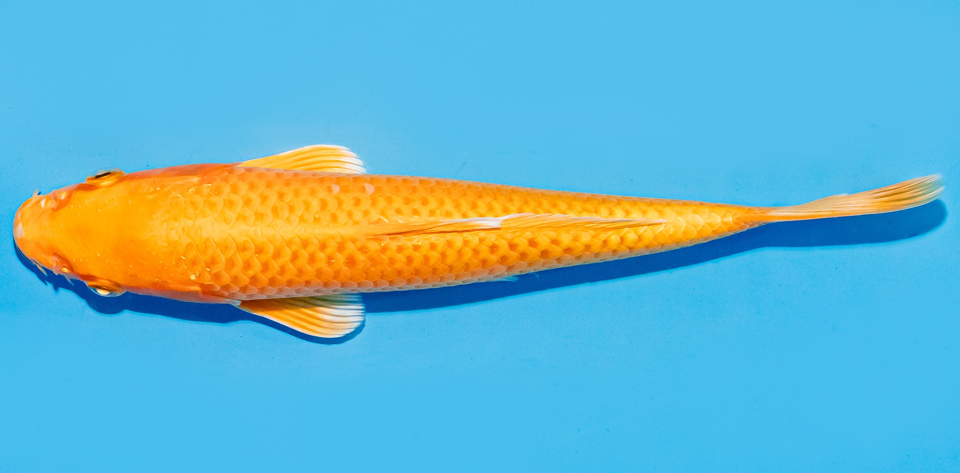 Koi 17-20cm Nr. 6880