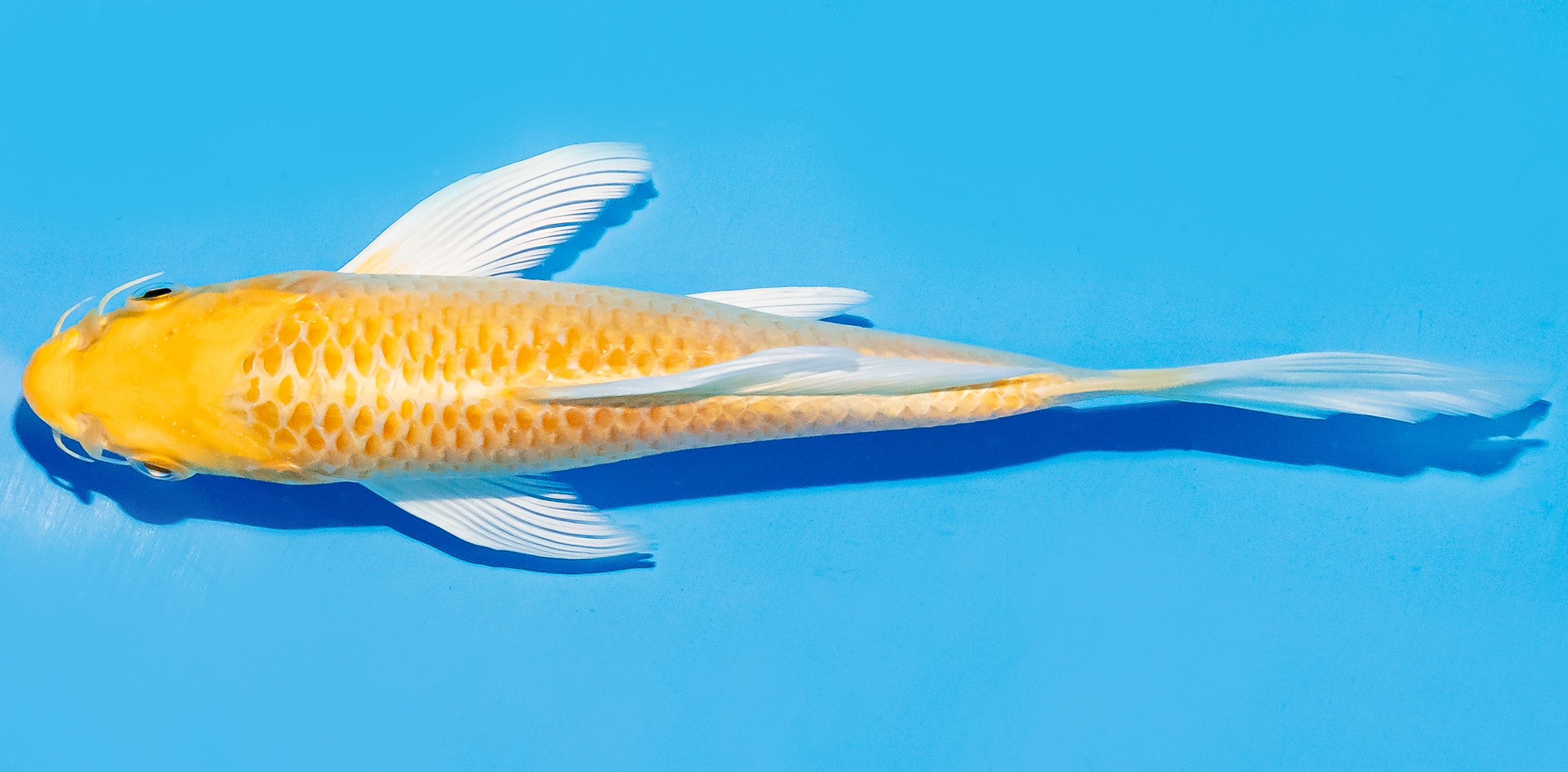 Butterfly Koi 17-20cm Nr. 5948