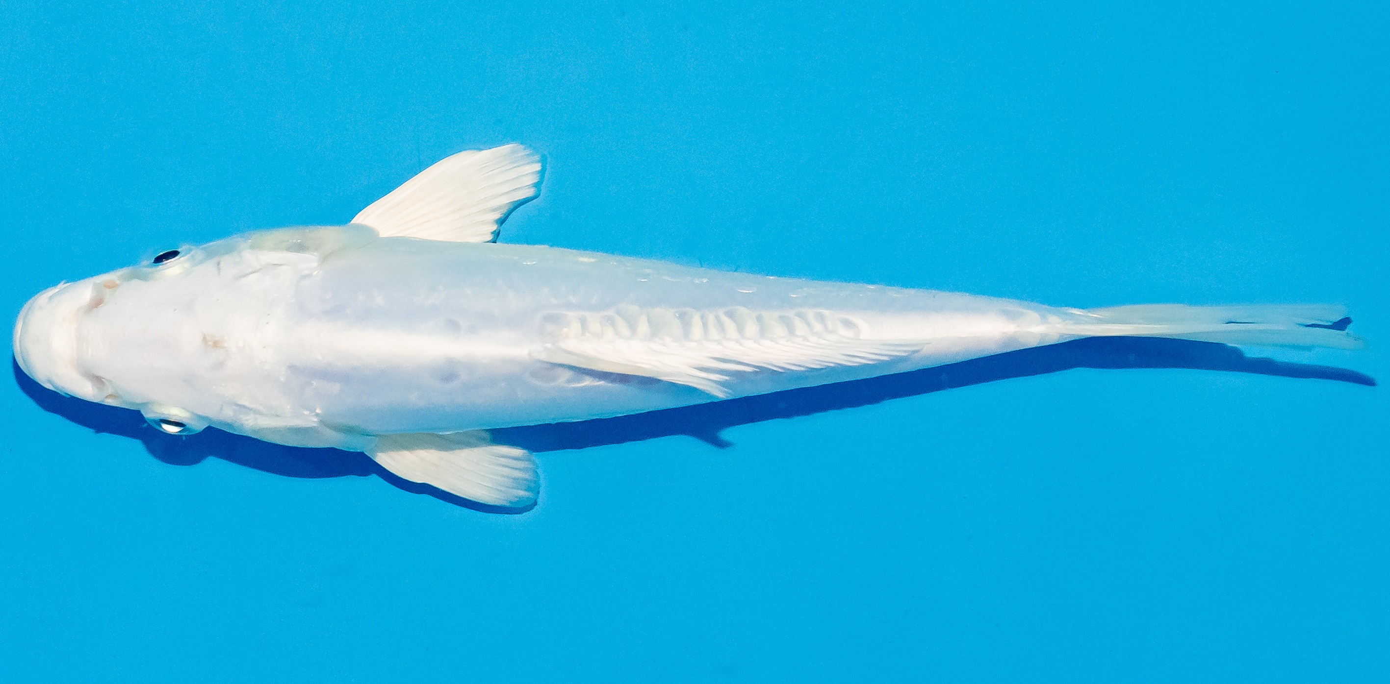 Koi 17-20cm Nr. 4509