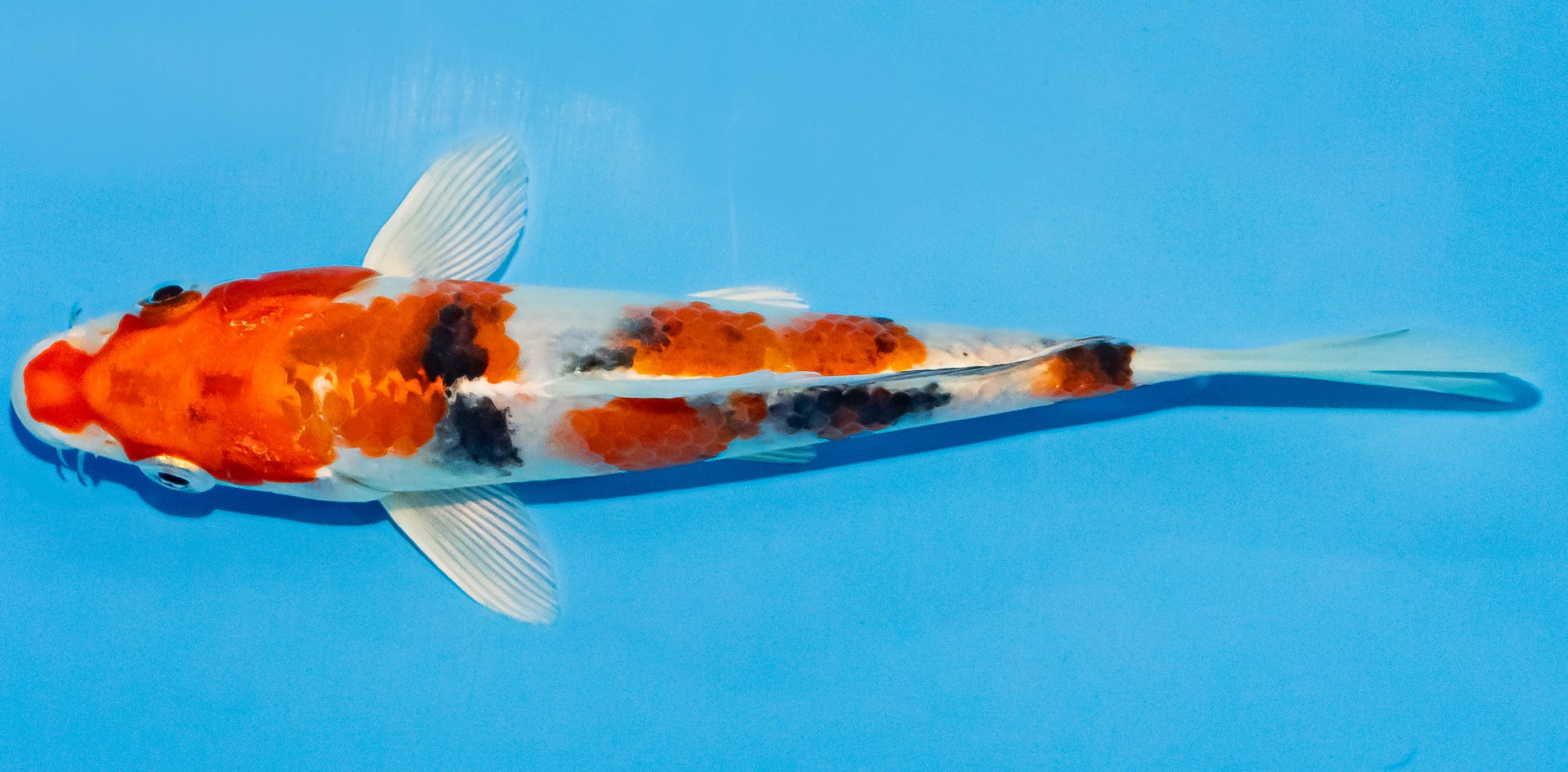 Koi 14-17cm Nr. 2795