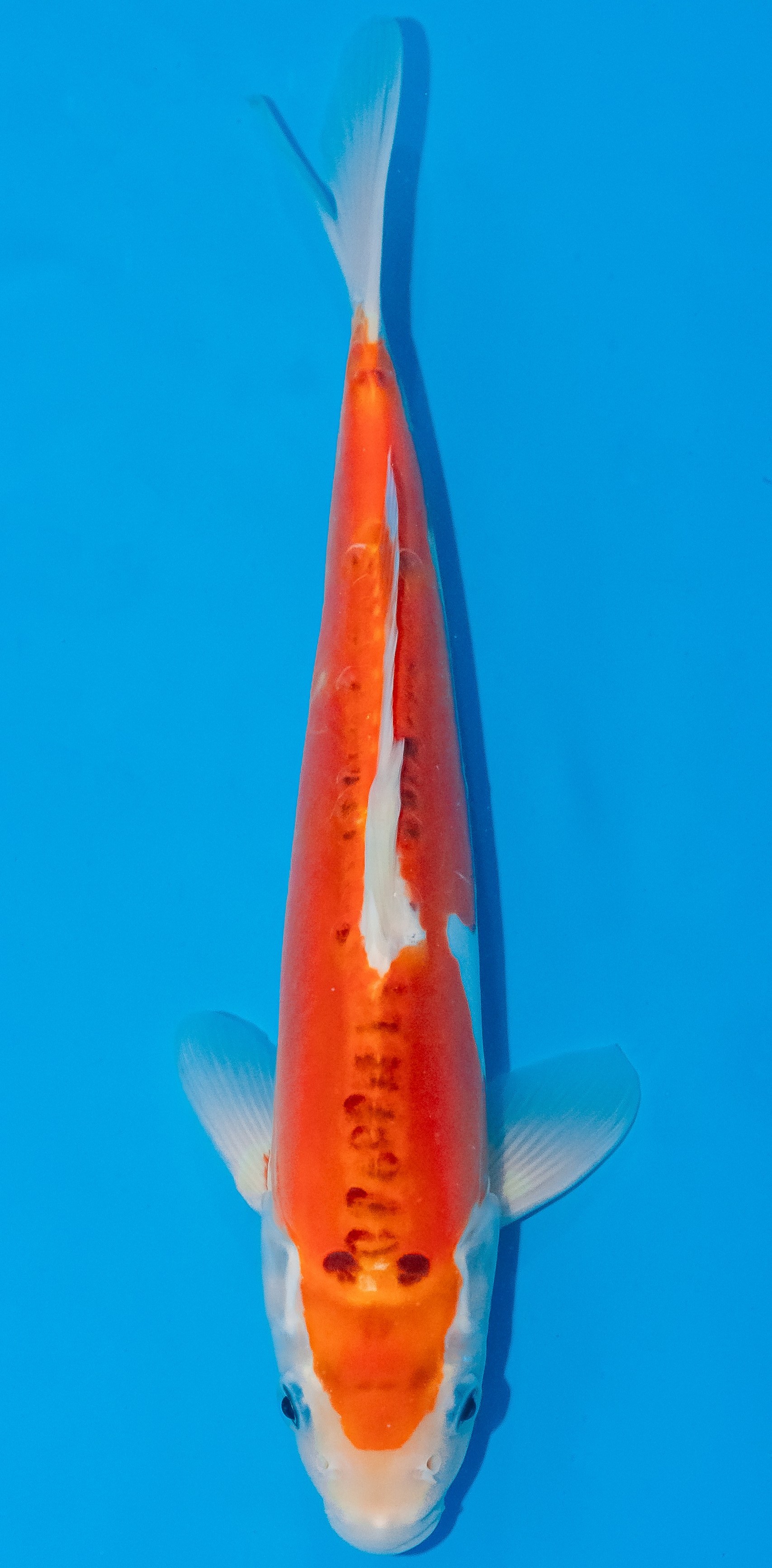 Koi 30-35cm Nr. 1046