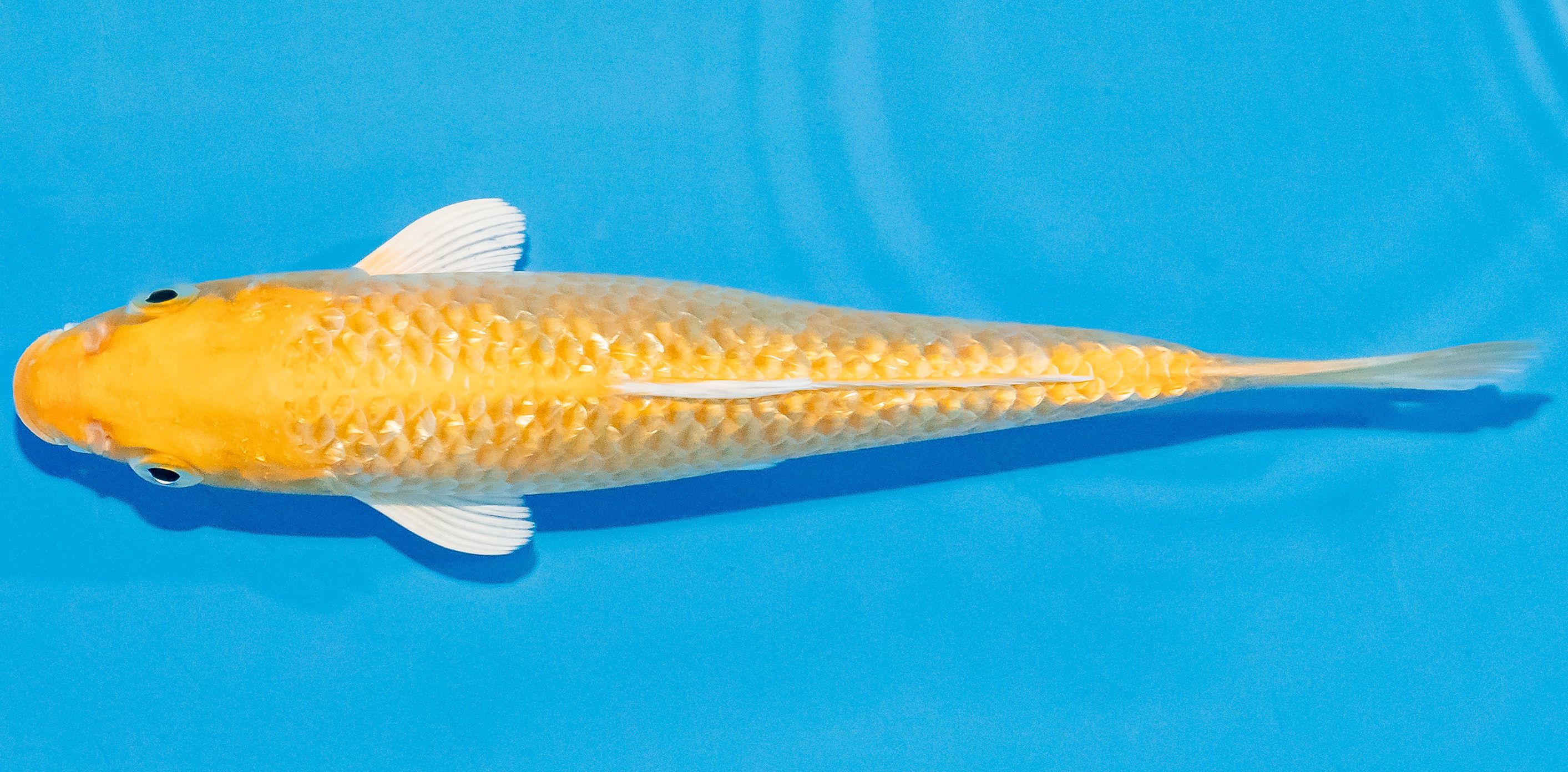 Koi 17-20cm Nr. 3304