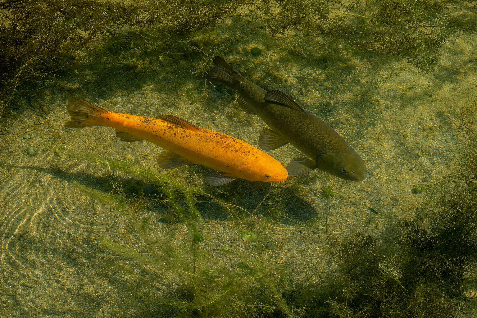 Goldschleie und Grünschleie nebeneinander zwischen Wasserpflanzen im Teich (computergeneriertes Symbolbild)