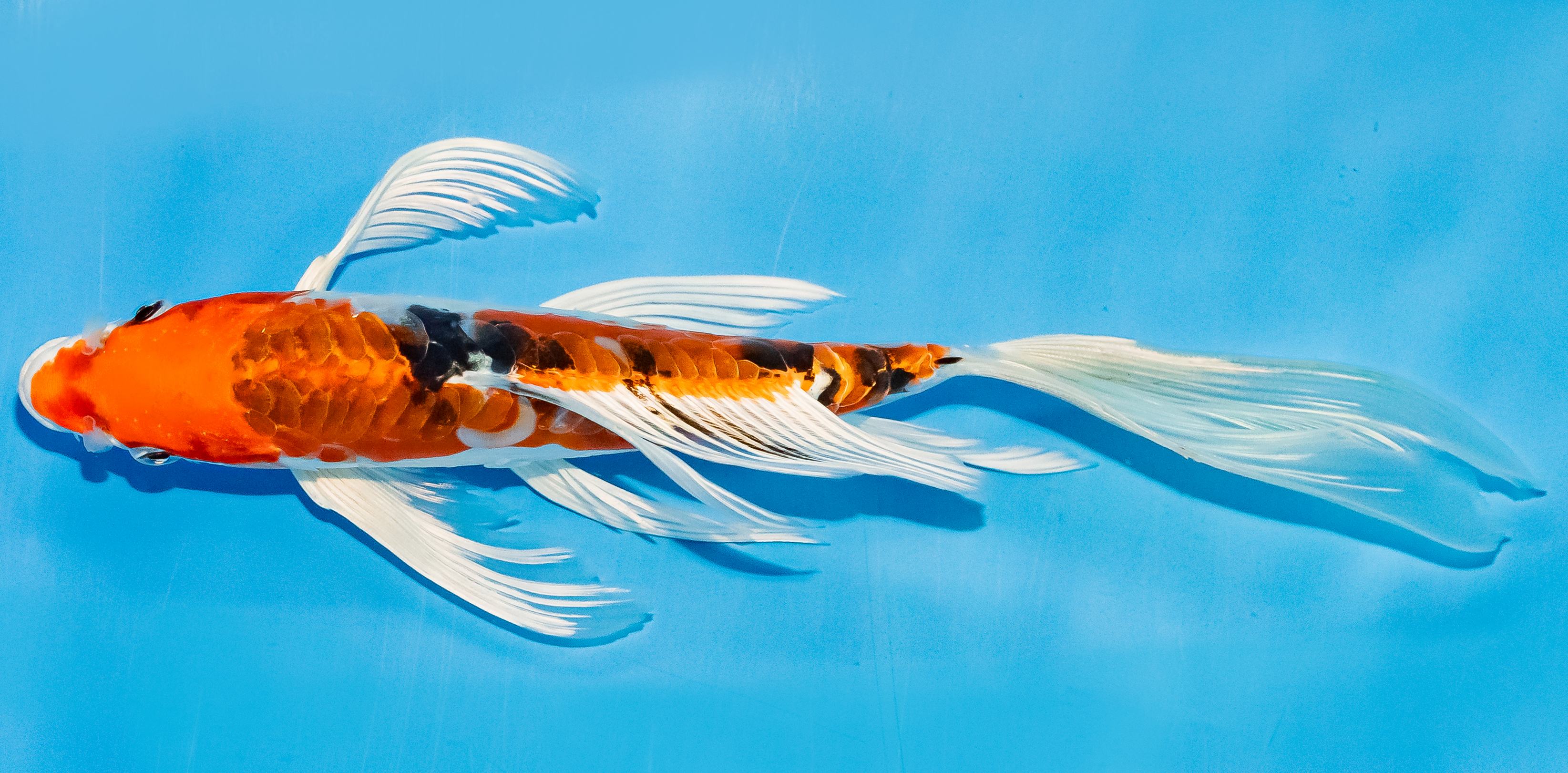 Butterfly Koi 20-25cm Nr. 3329