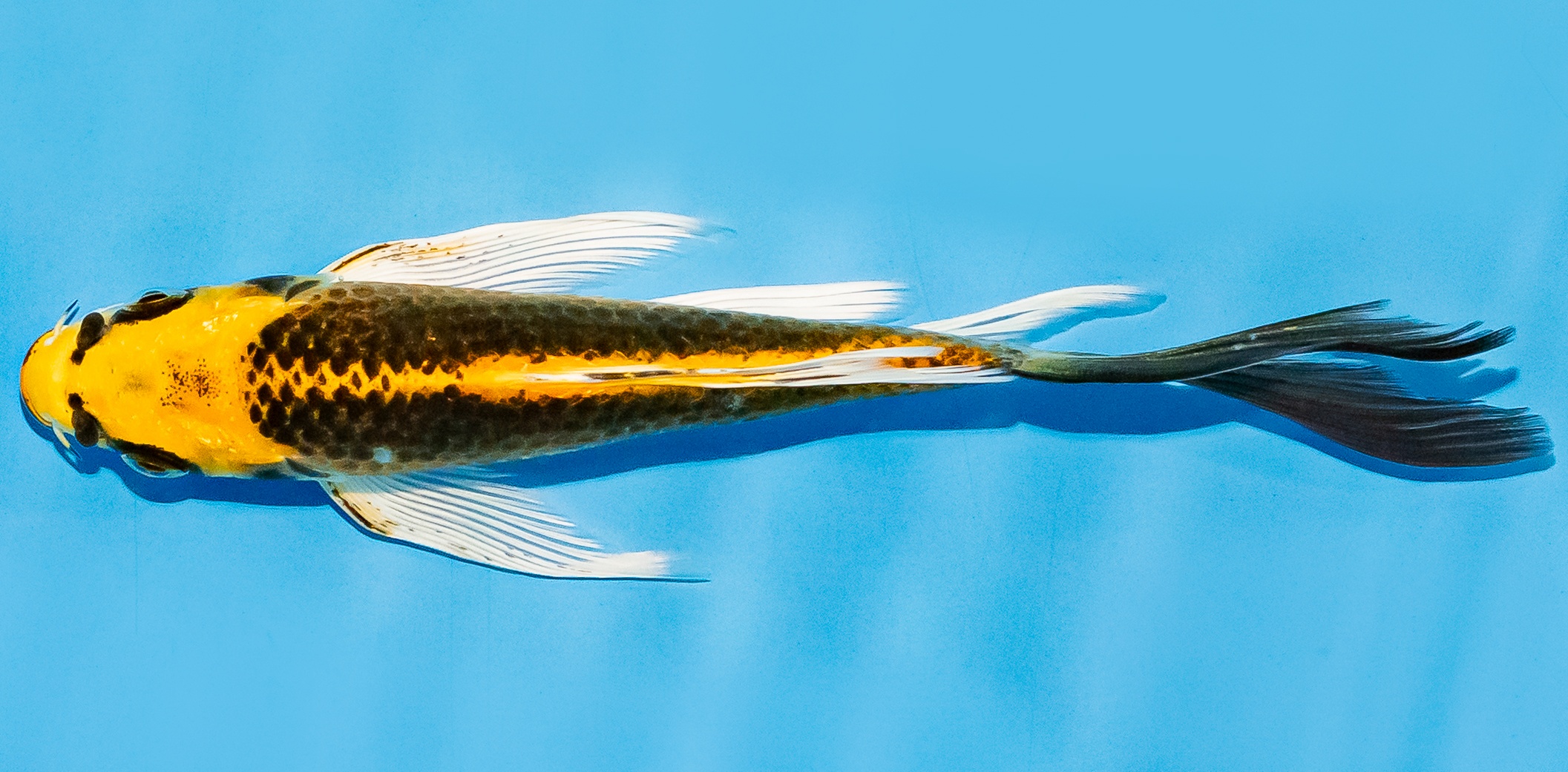 Butterfly Koi 14-17cm Nr. 7401