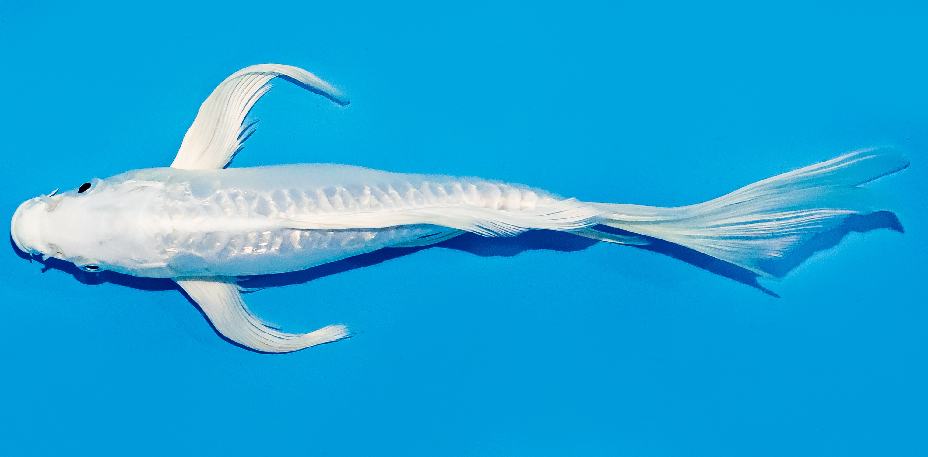 Butterfly Koi 25-30cm Nr. 5631