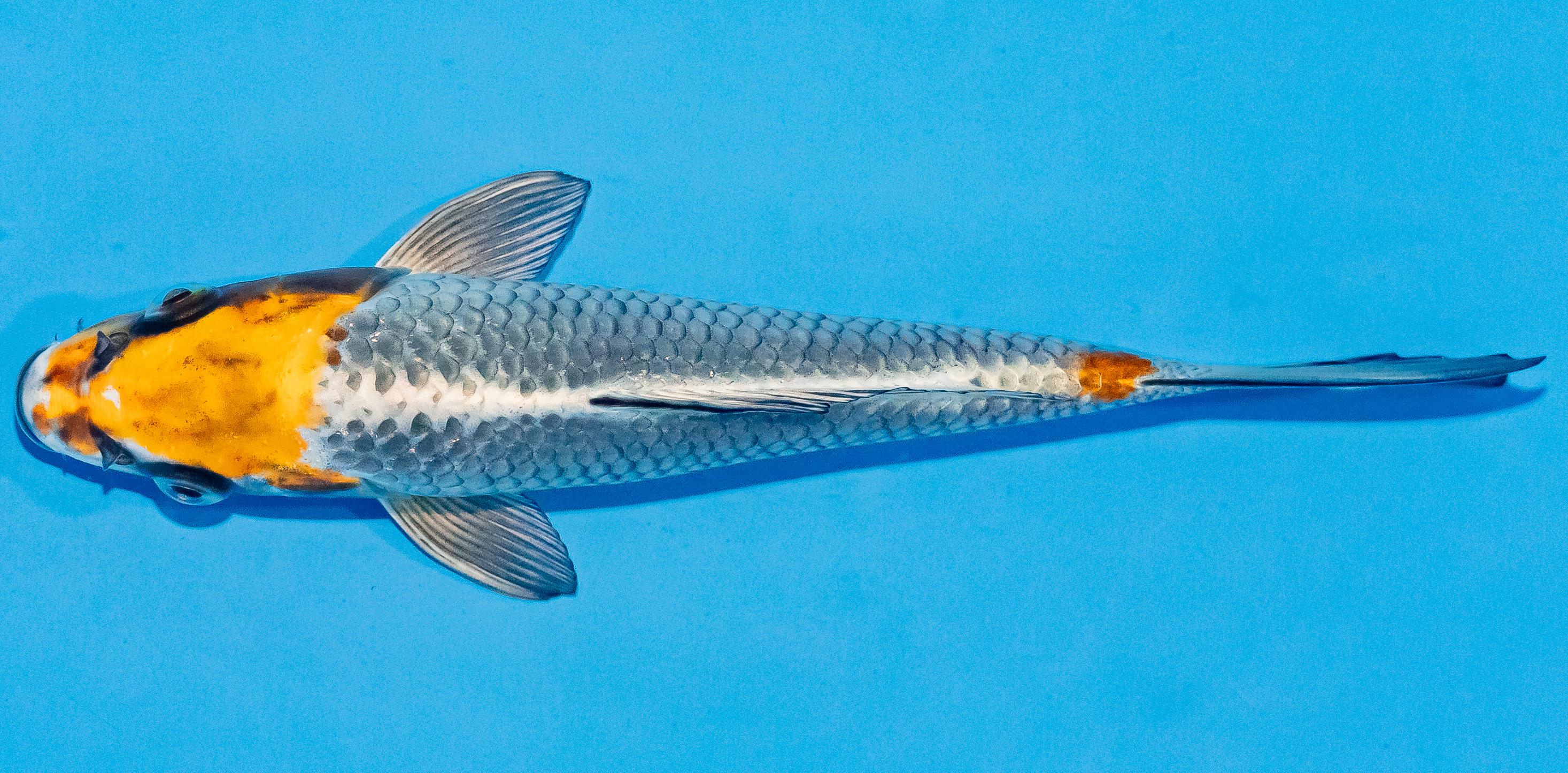 Koi 17-20cm Nr. 2024