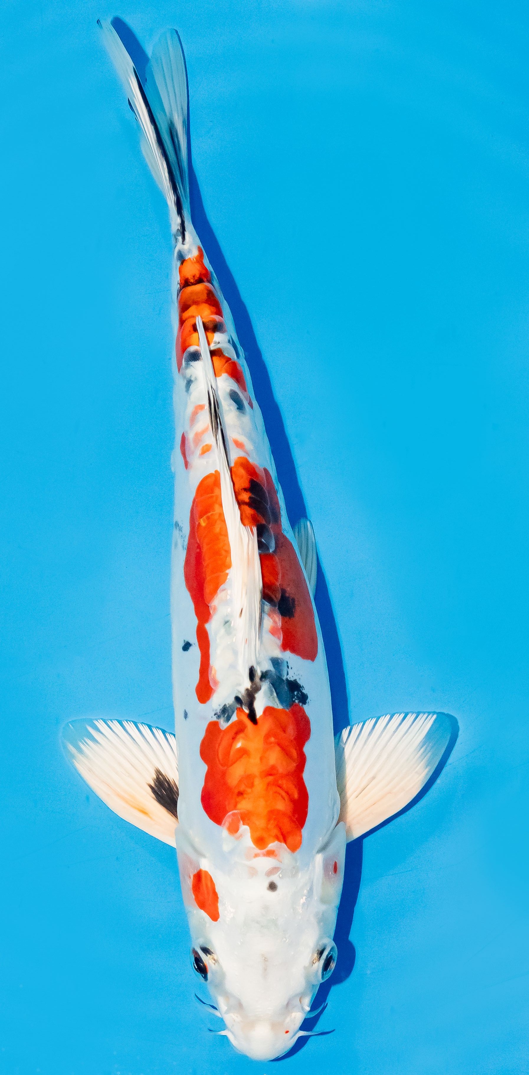 Koi 25-30cm Nr. 6243