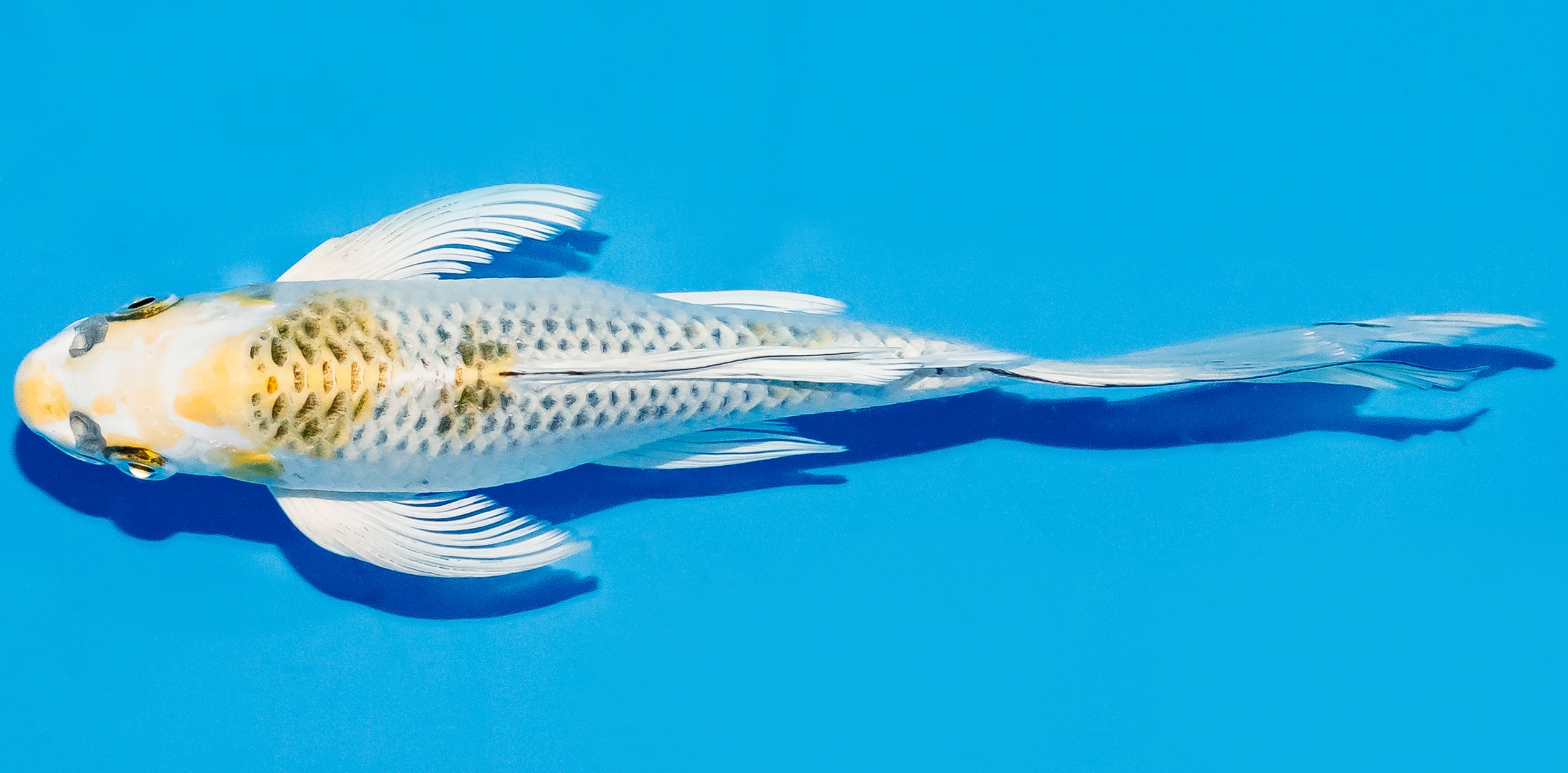 Butterfly Koi 20-25cm Nr. 8574