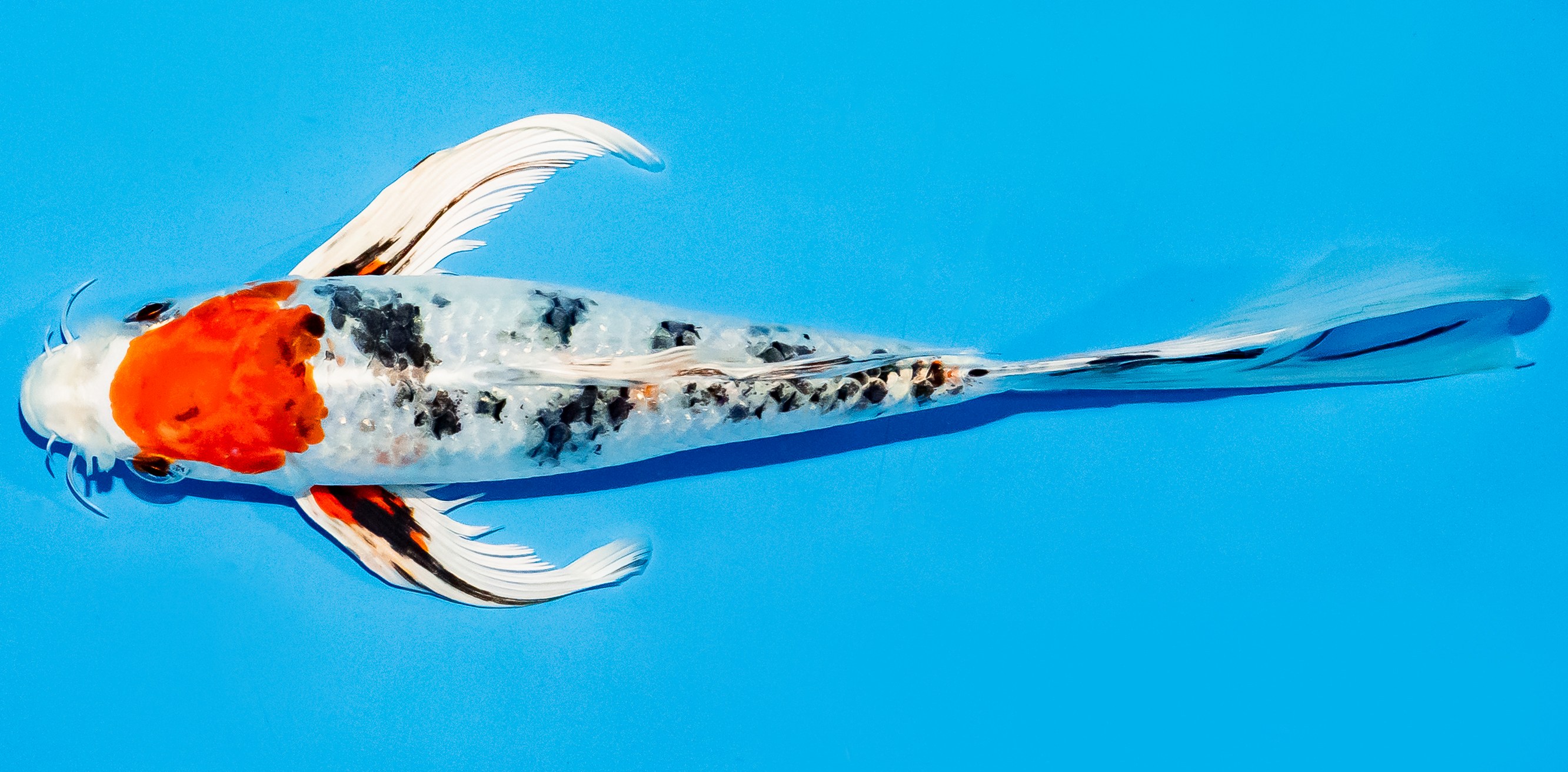 Butterfly Koi 20-25cm Nr. 5504