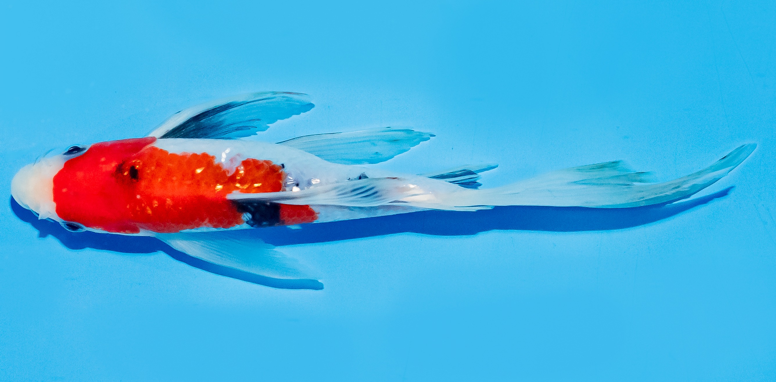 Butterfly Koi 20-25cm Nr. 5443