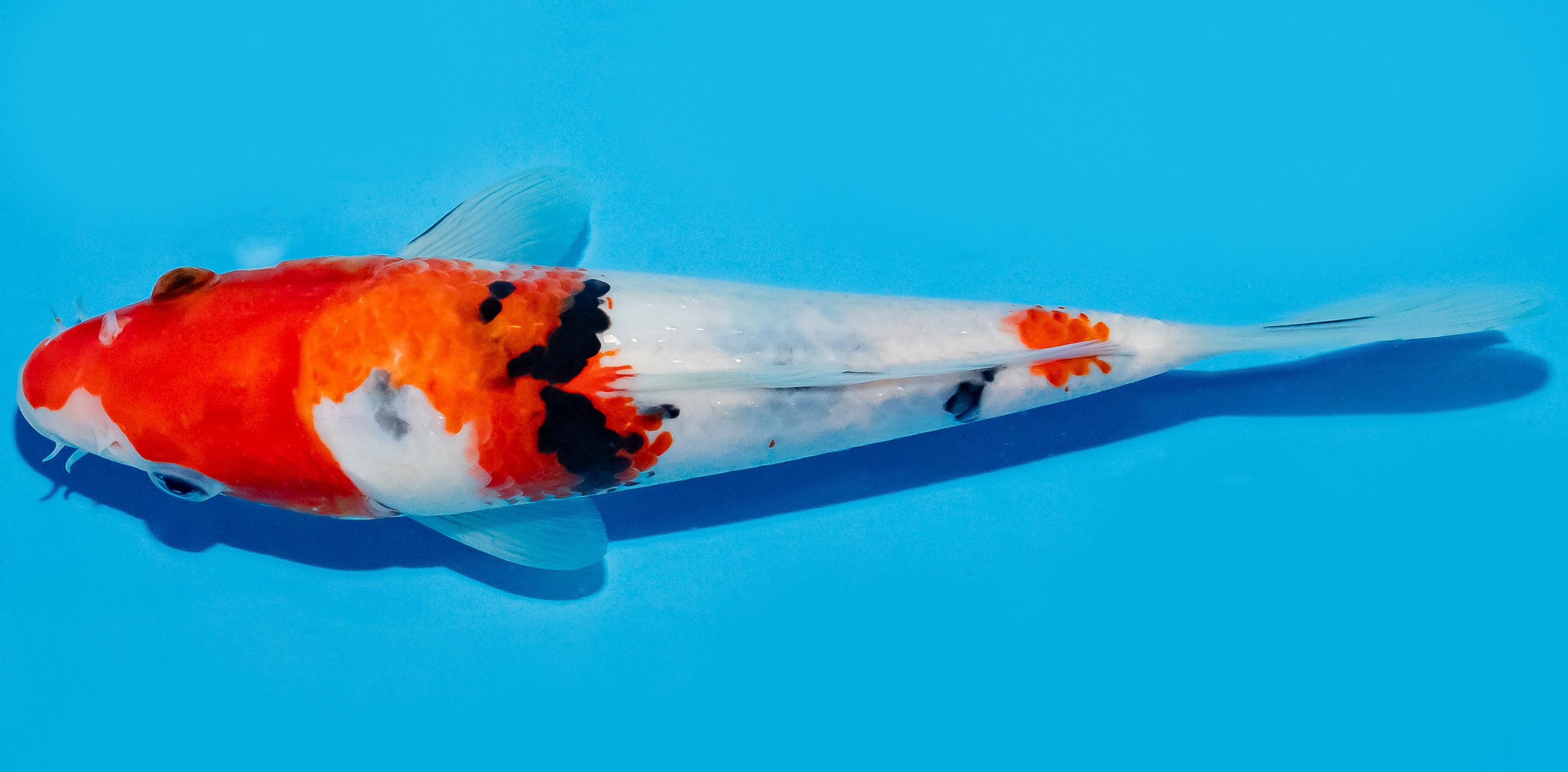 Koi 20-25cm Nr. 8645
