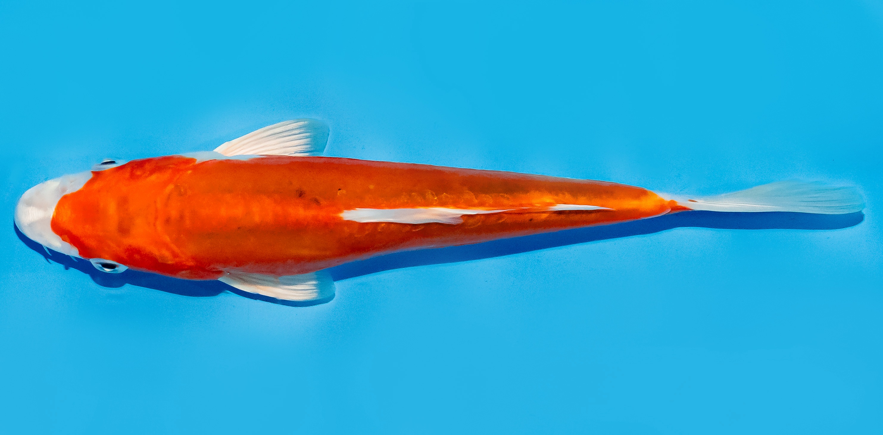 Koi 20-25cm Nr. 8663