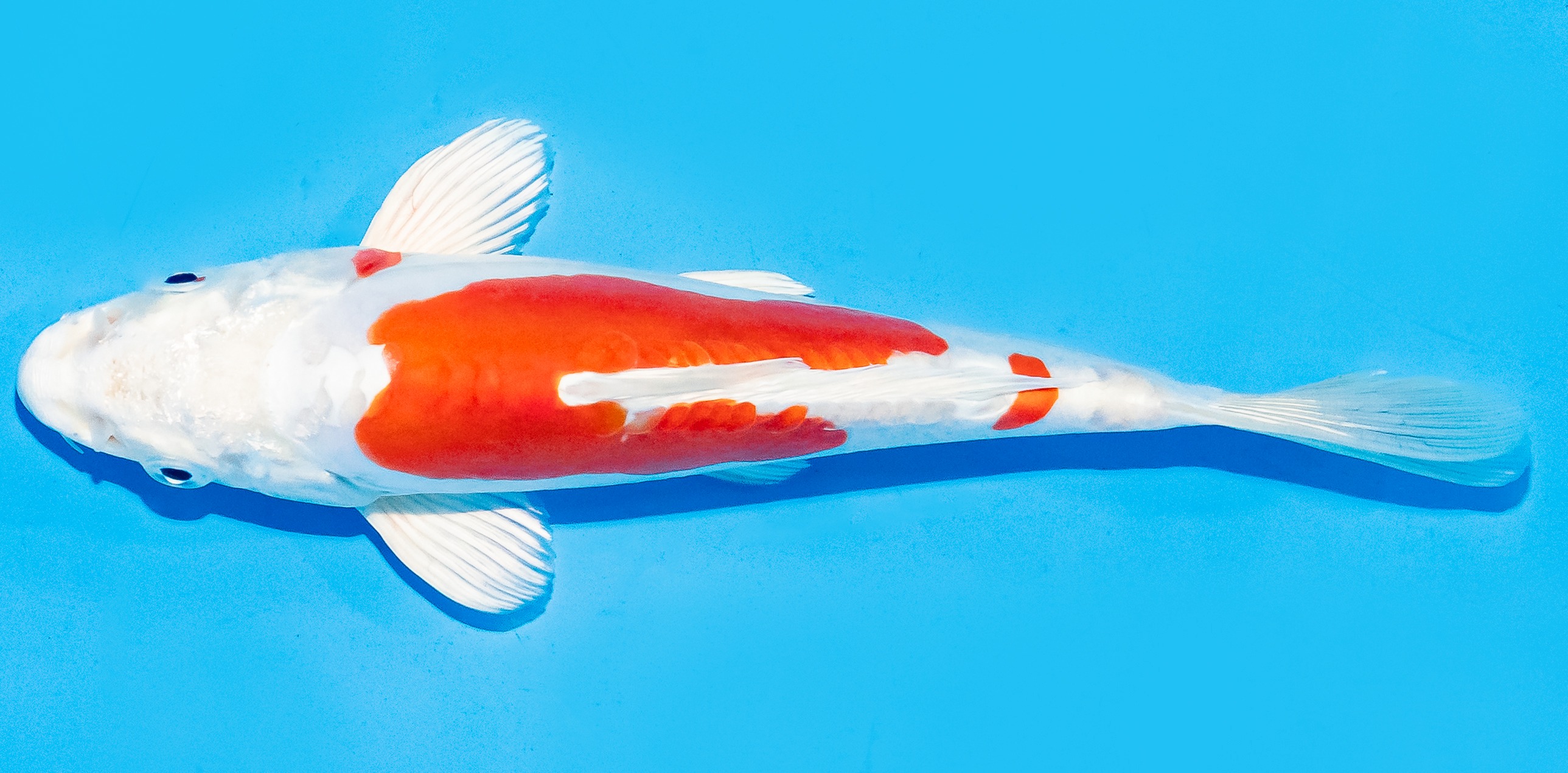 Koi 17-20cm Nr. 6594