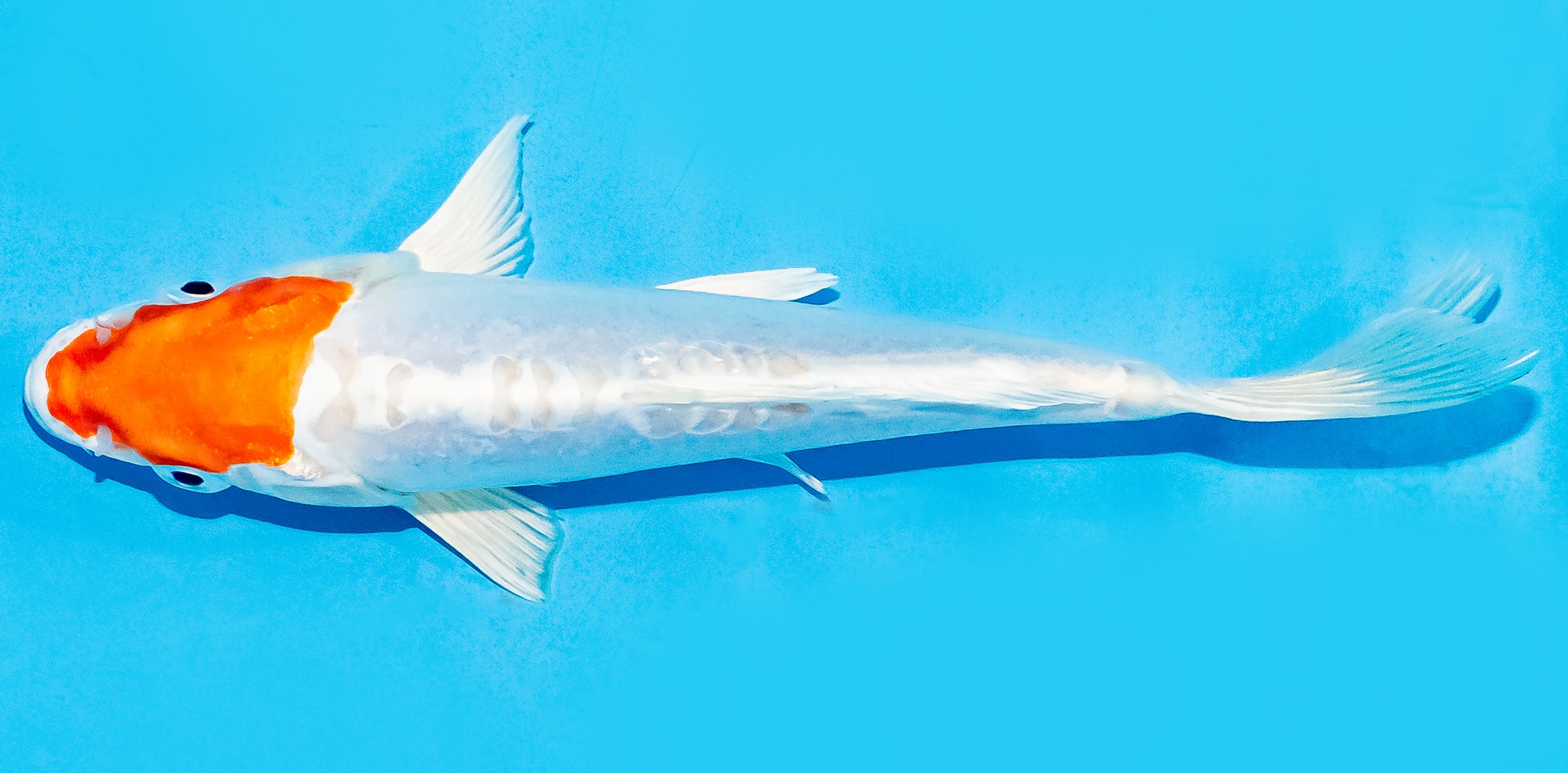 Koi 17-20cm Nr. 7725
