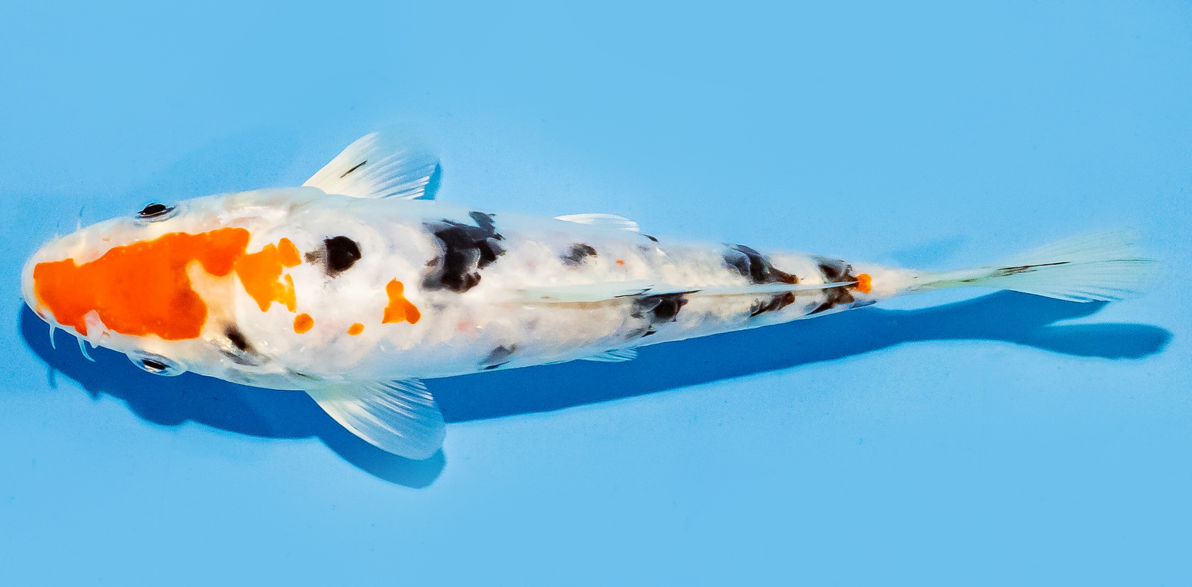 Koi 17-20cm Nr. 7802