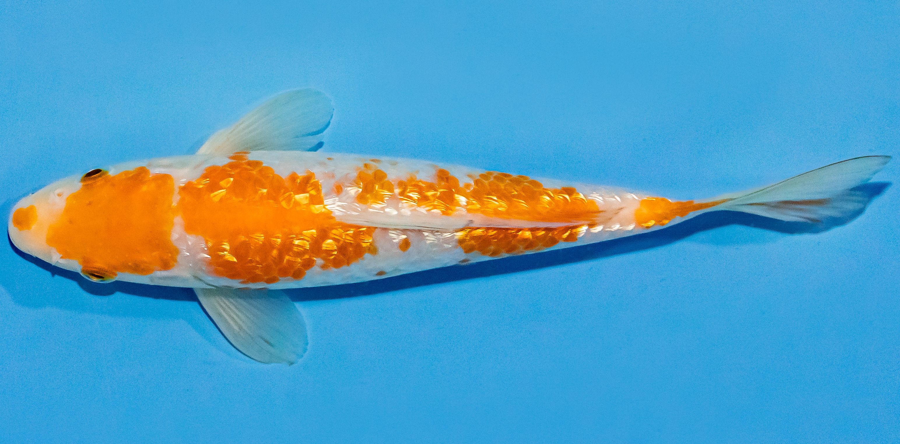 Koi 17-20cm Nr. 2010