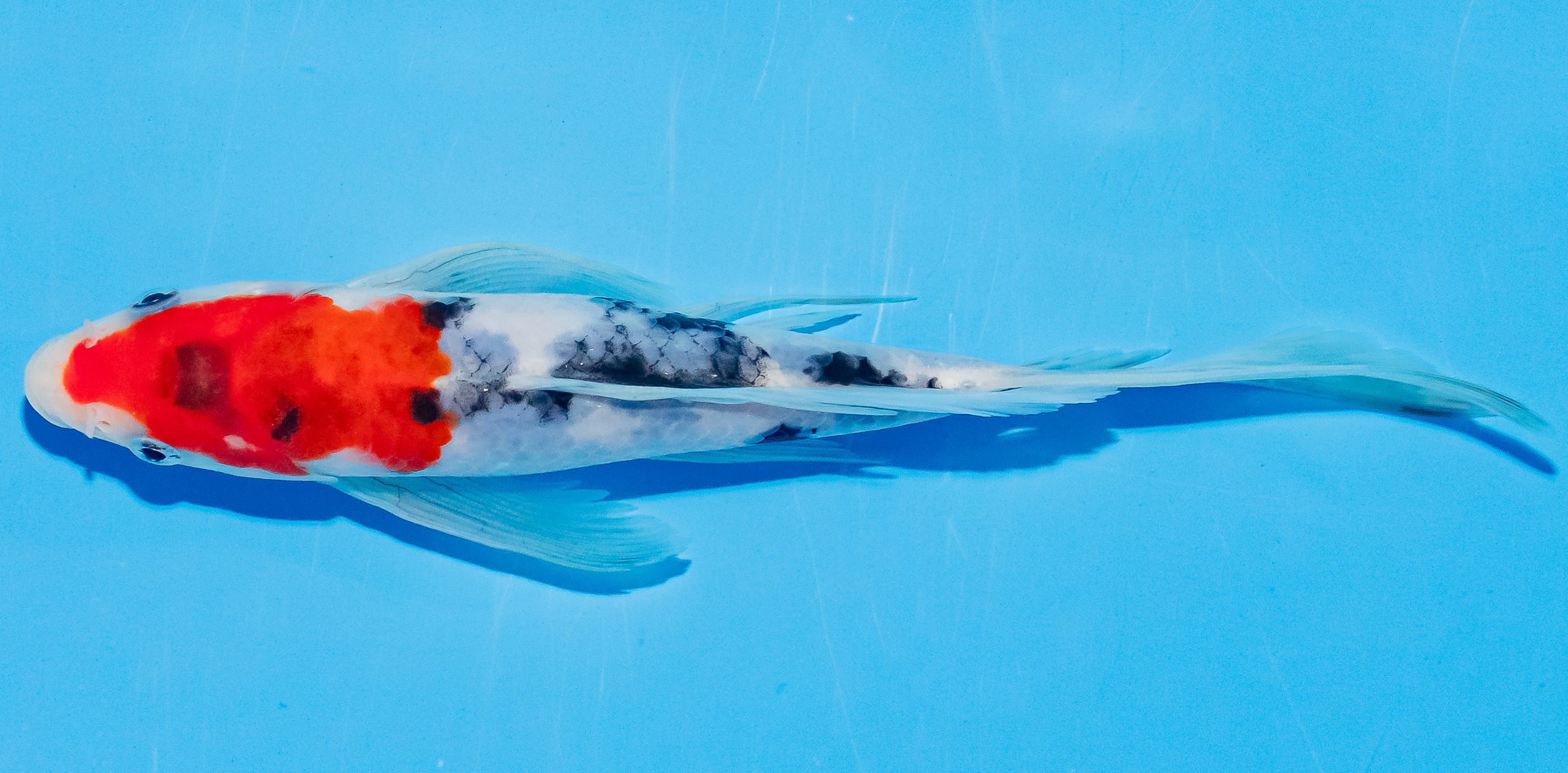 Butterfly Koi 20-25cm Nr. 3304