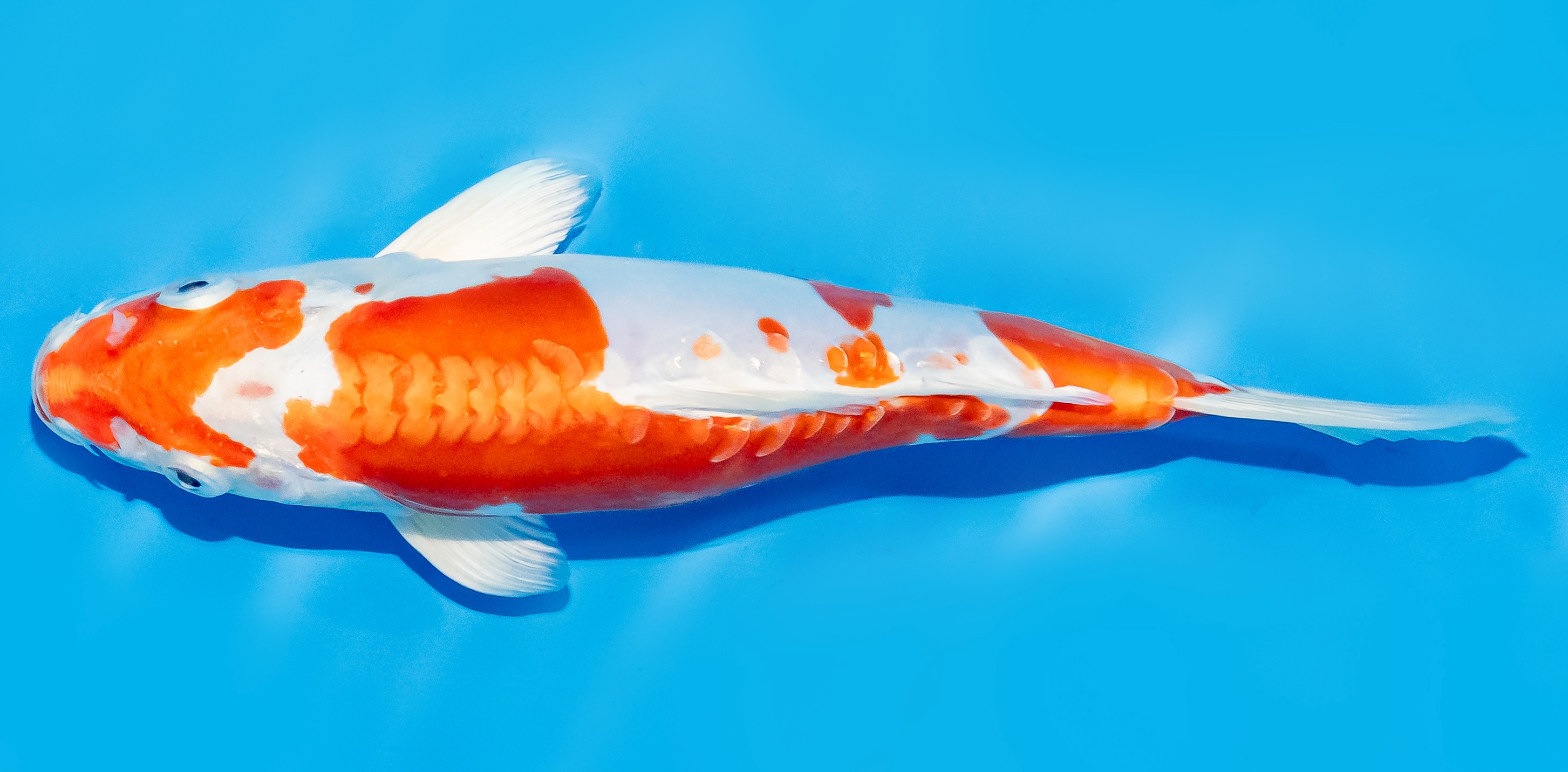 Koi 20-25cm Nr. 7569