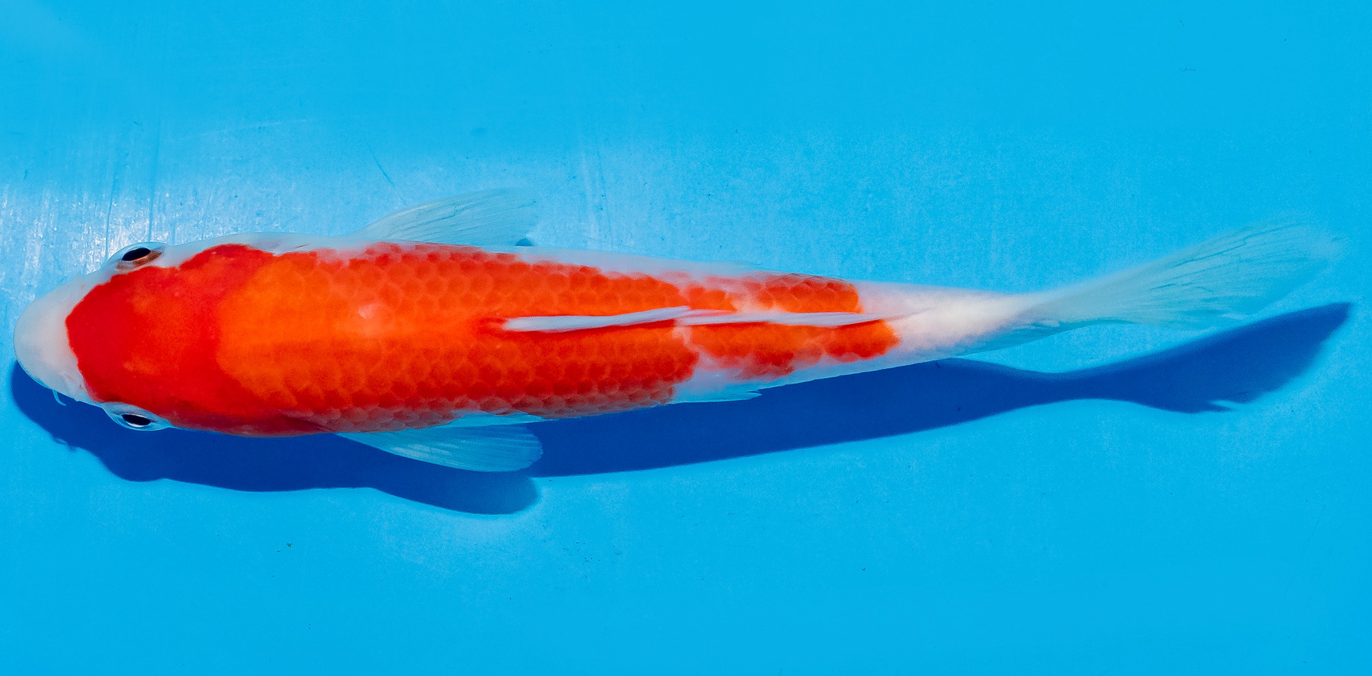 Koi 14-17cm Nr. 6141