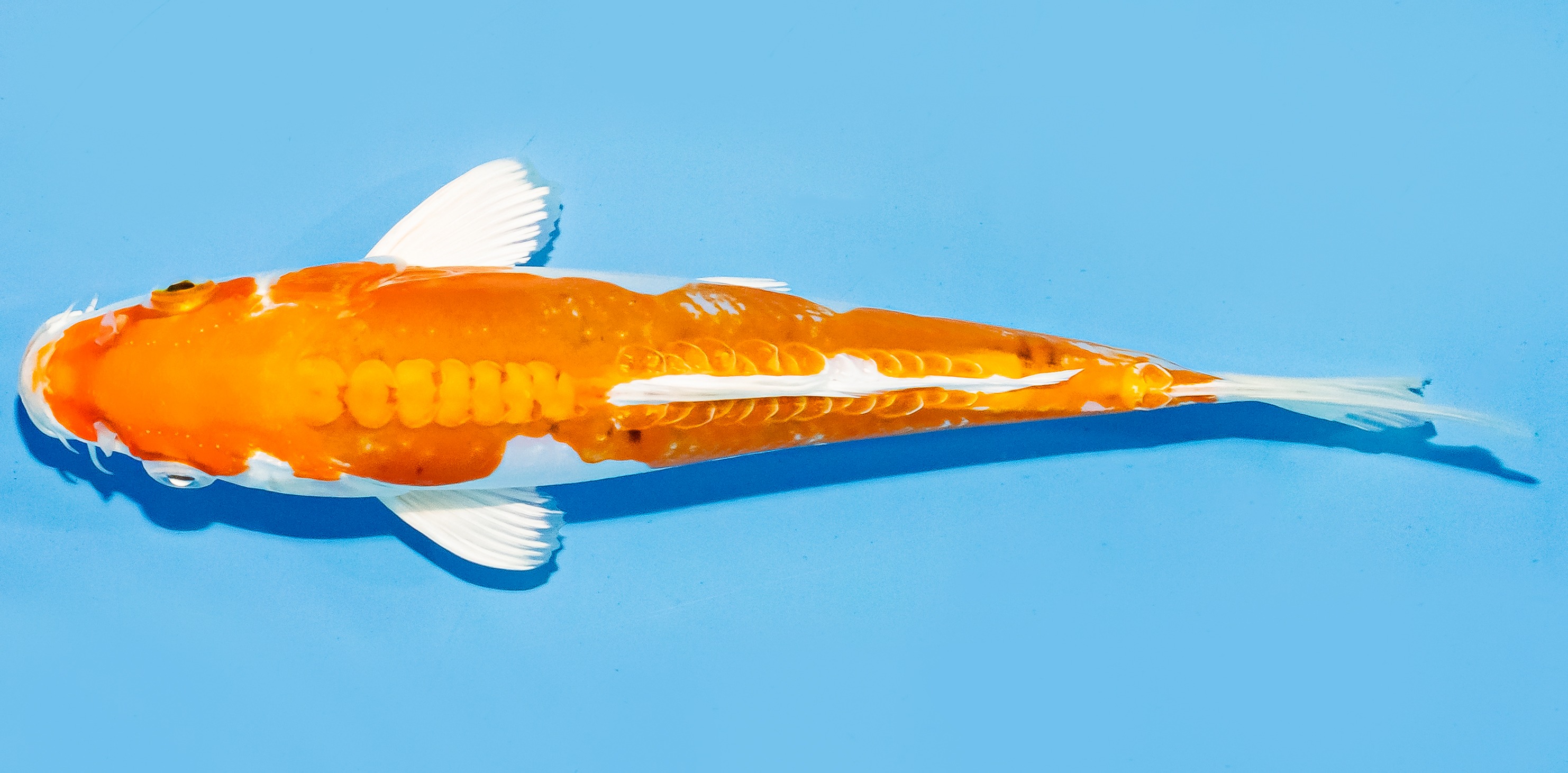 Koi 17-20cm Nr. 6846