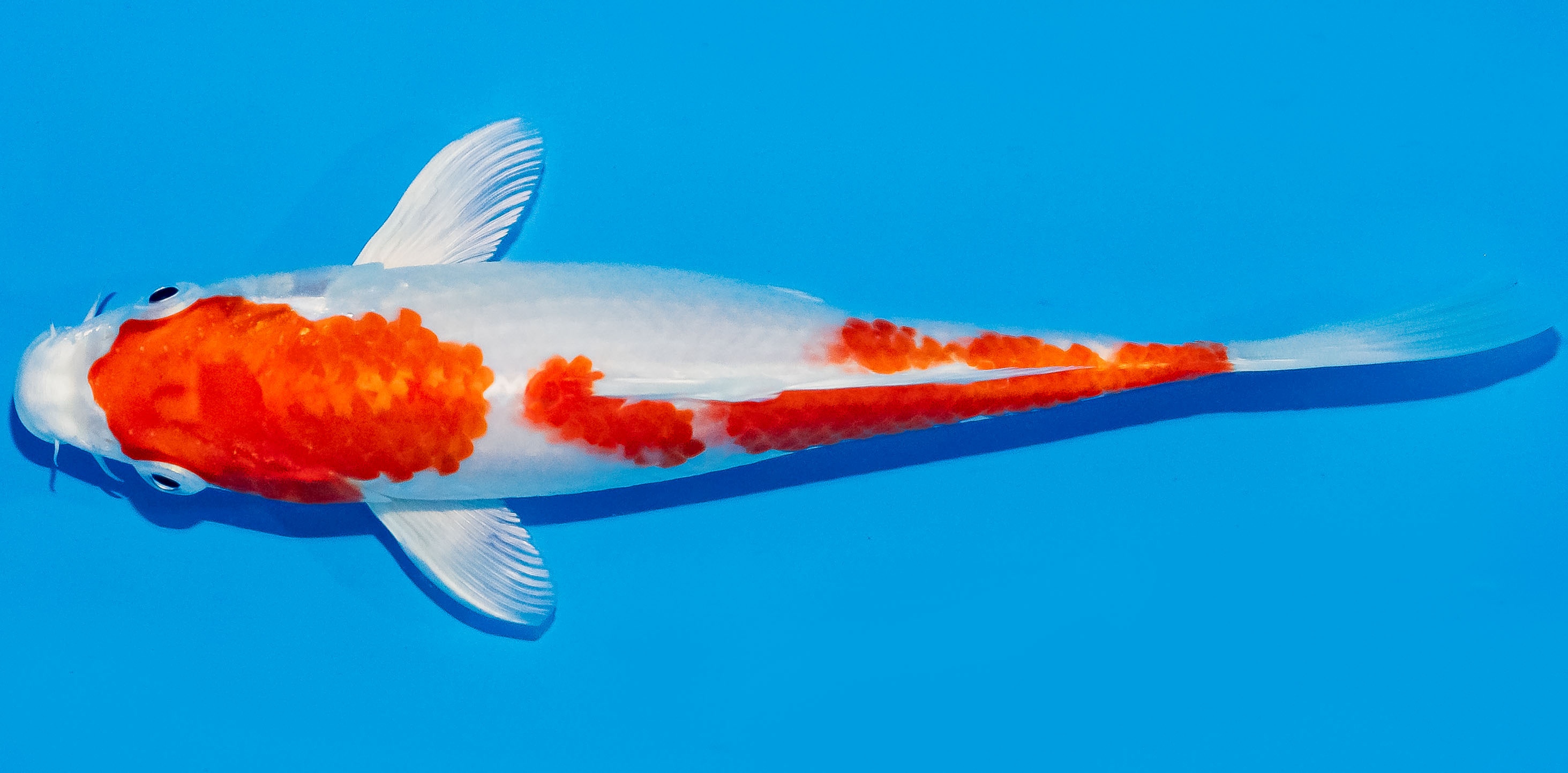 Koi 17-20cm Nr. 2050