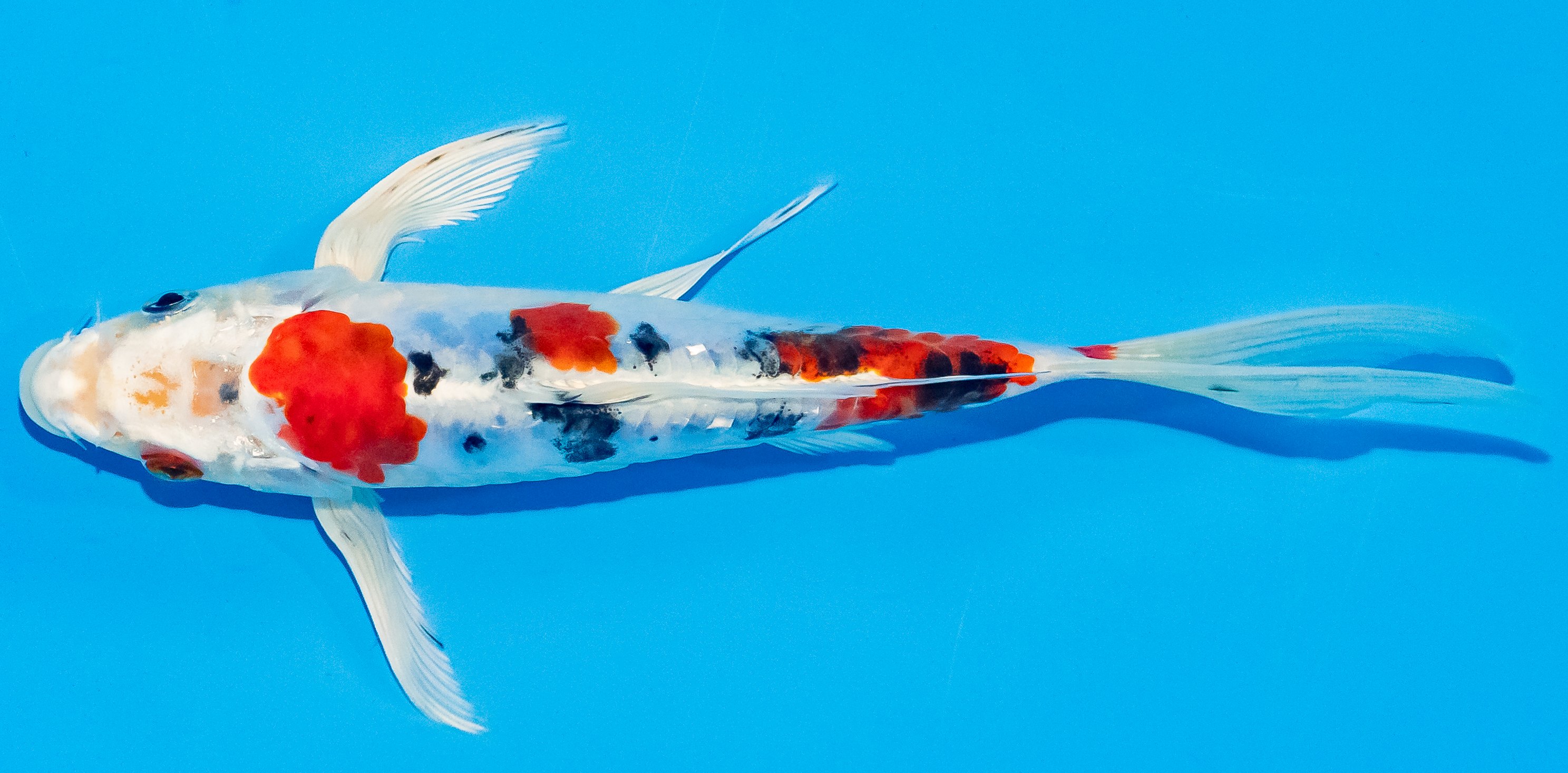 Butterfly Koi 20-25cm Nr. 3339