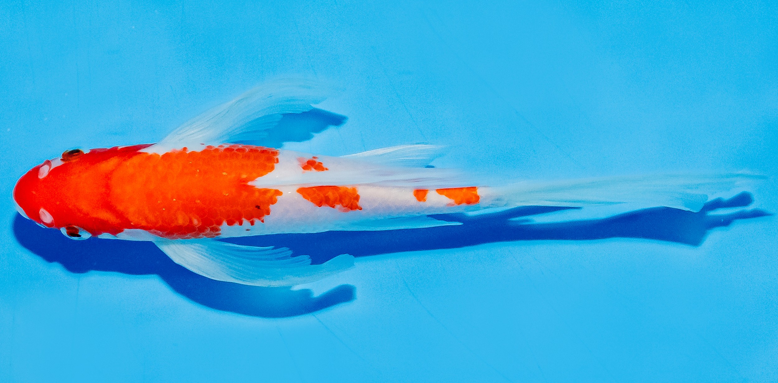 Butterfly Koi 20-25cm Nr. 8541