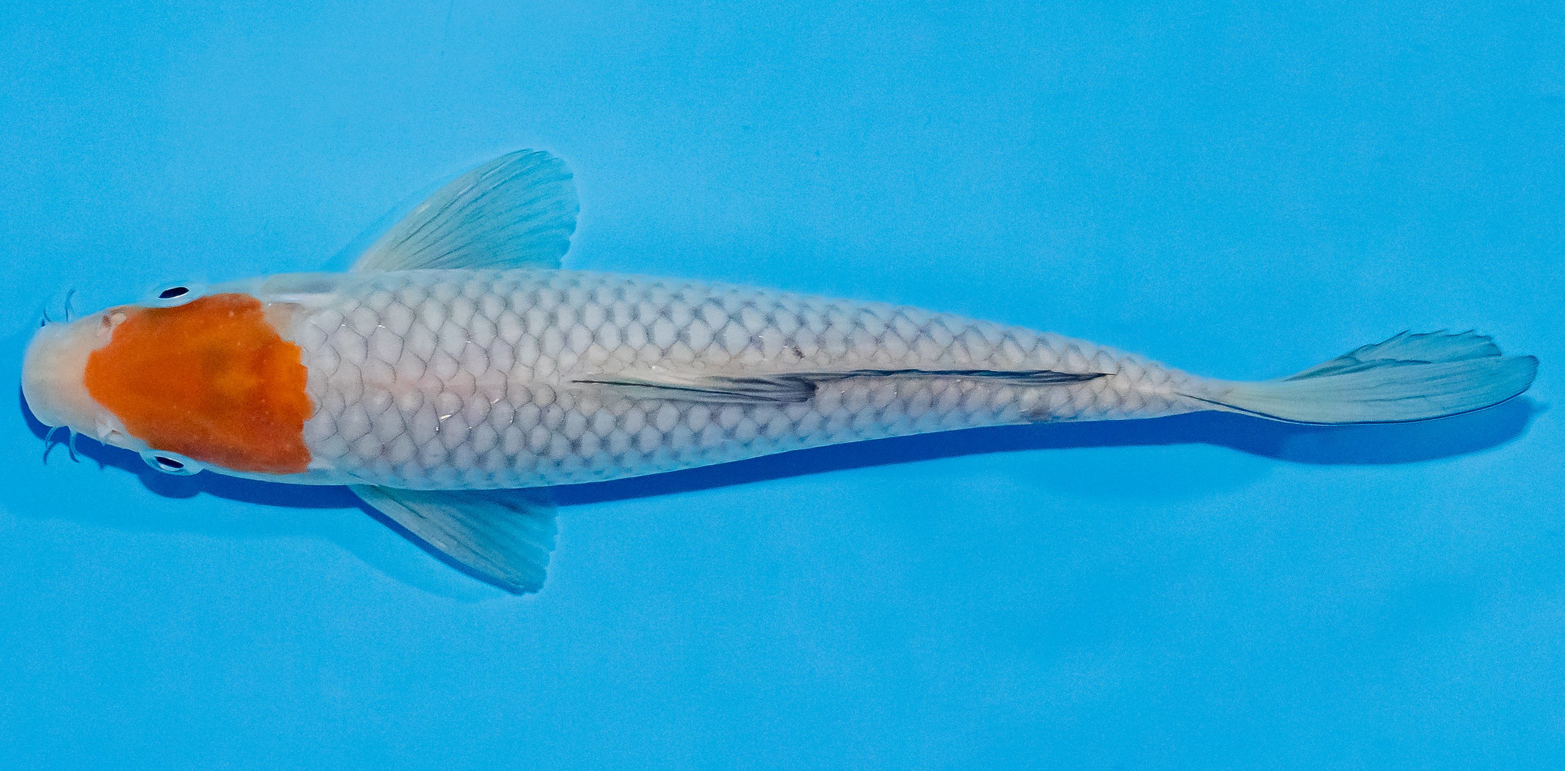 Koi 17-20cm Nr. 2005