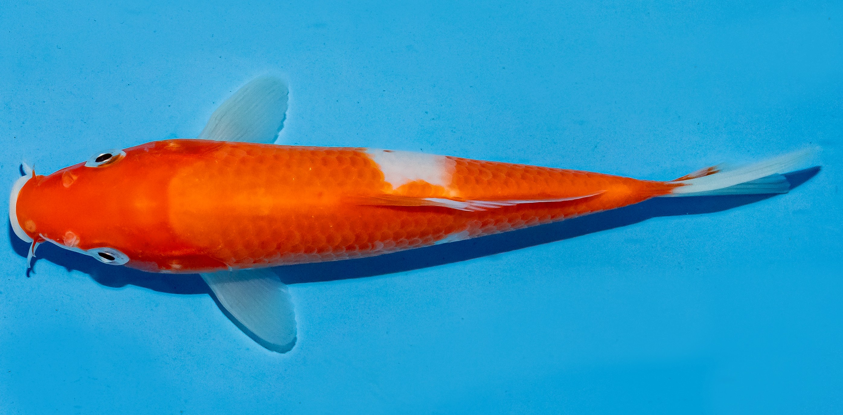 Koi 14-17cm Nr. 6146