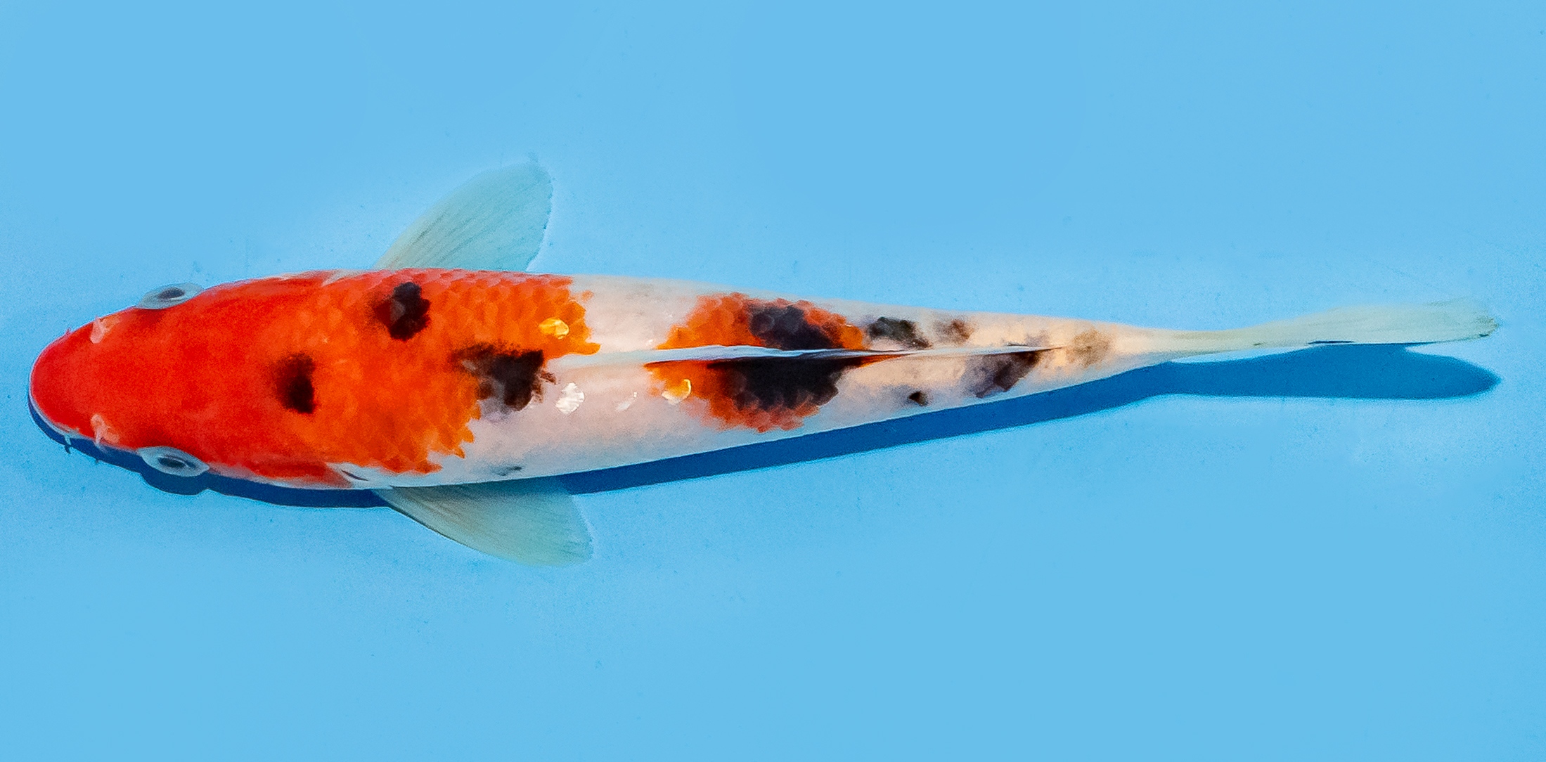 Koi 14-17cm Nr. 8003