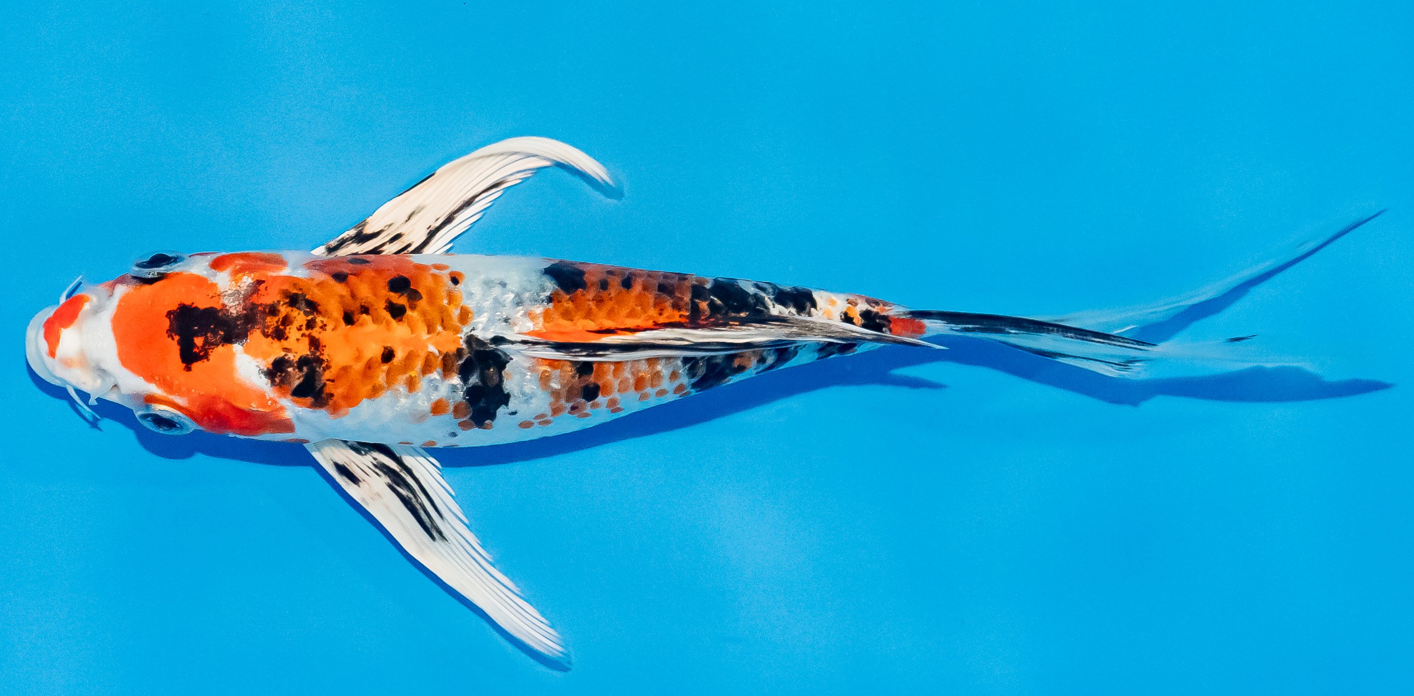 Butterfly Koi 20-25cm Nr. 3320