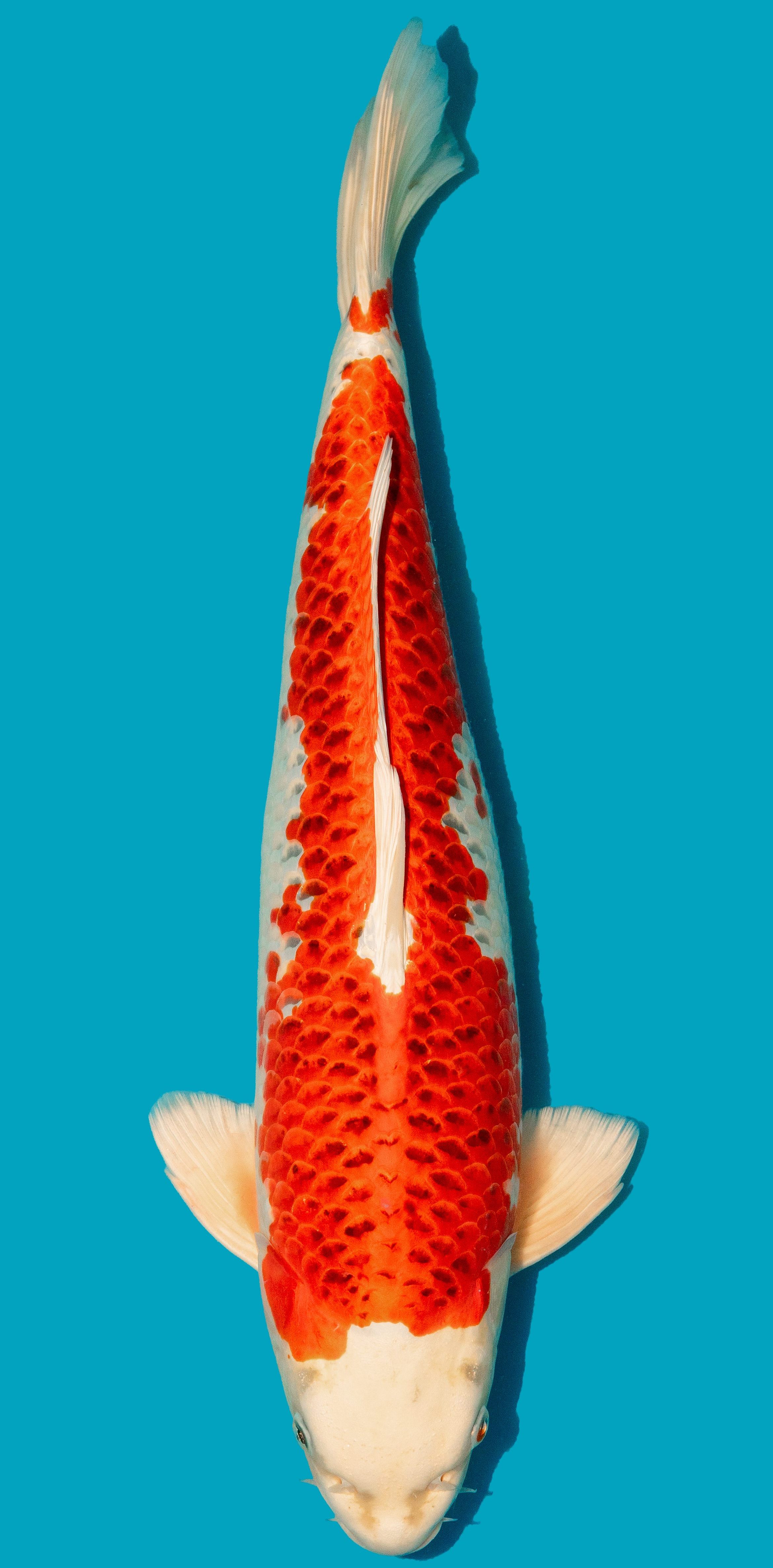 Kujaku 52-56cm Nr. 4827